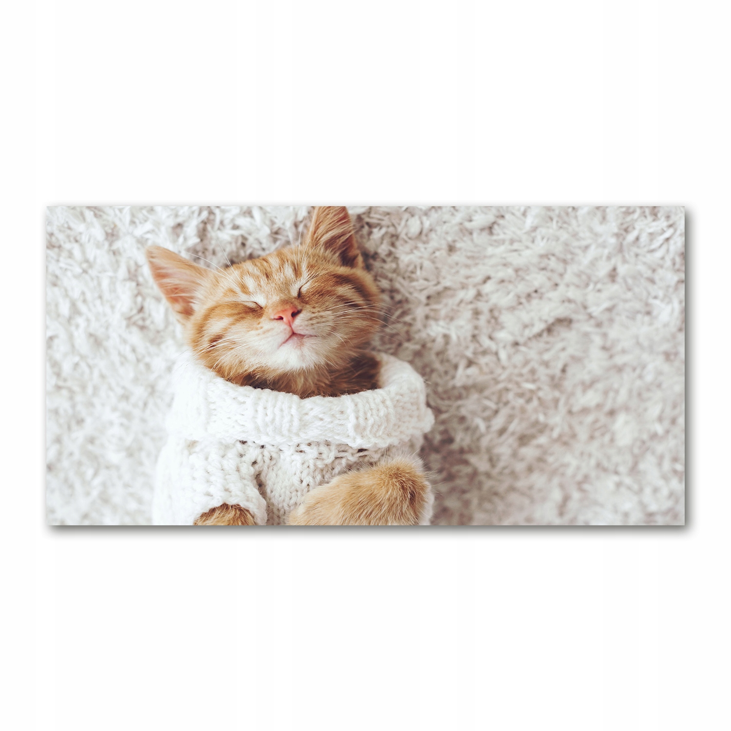 

Foto obraz akryl zdjęcie Kotek w swetrze 120X60 cm