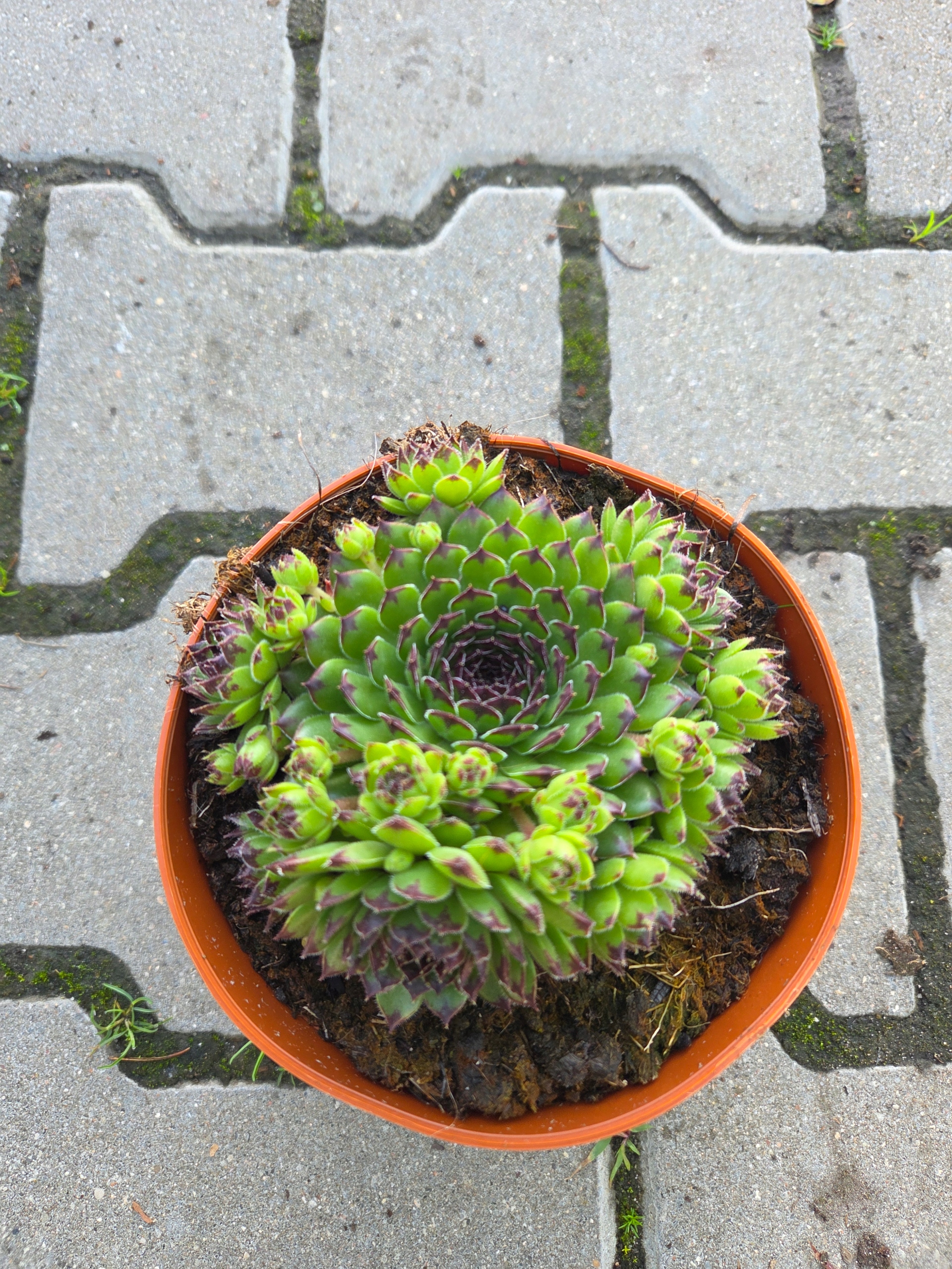 Sempervivum hybridum Reinhardt - Rojnik, sukulent P14