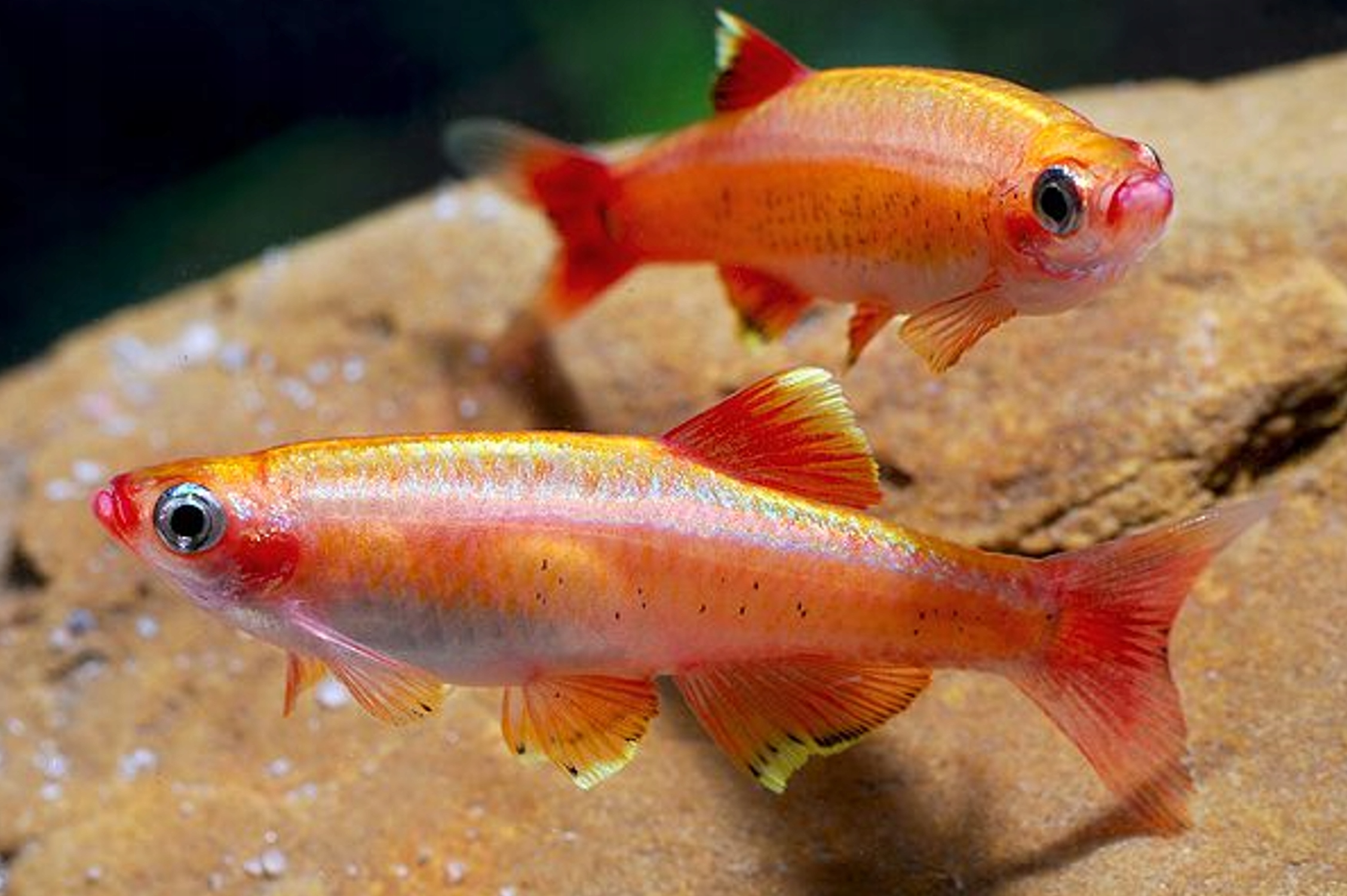 Kardynałek chiński ZŁOTY - Tanichthys albonubes