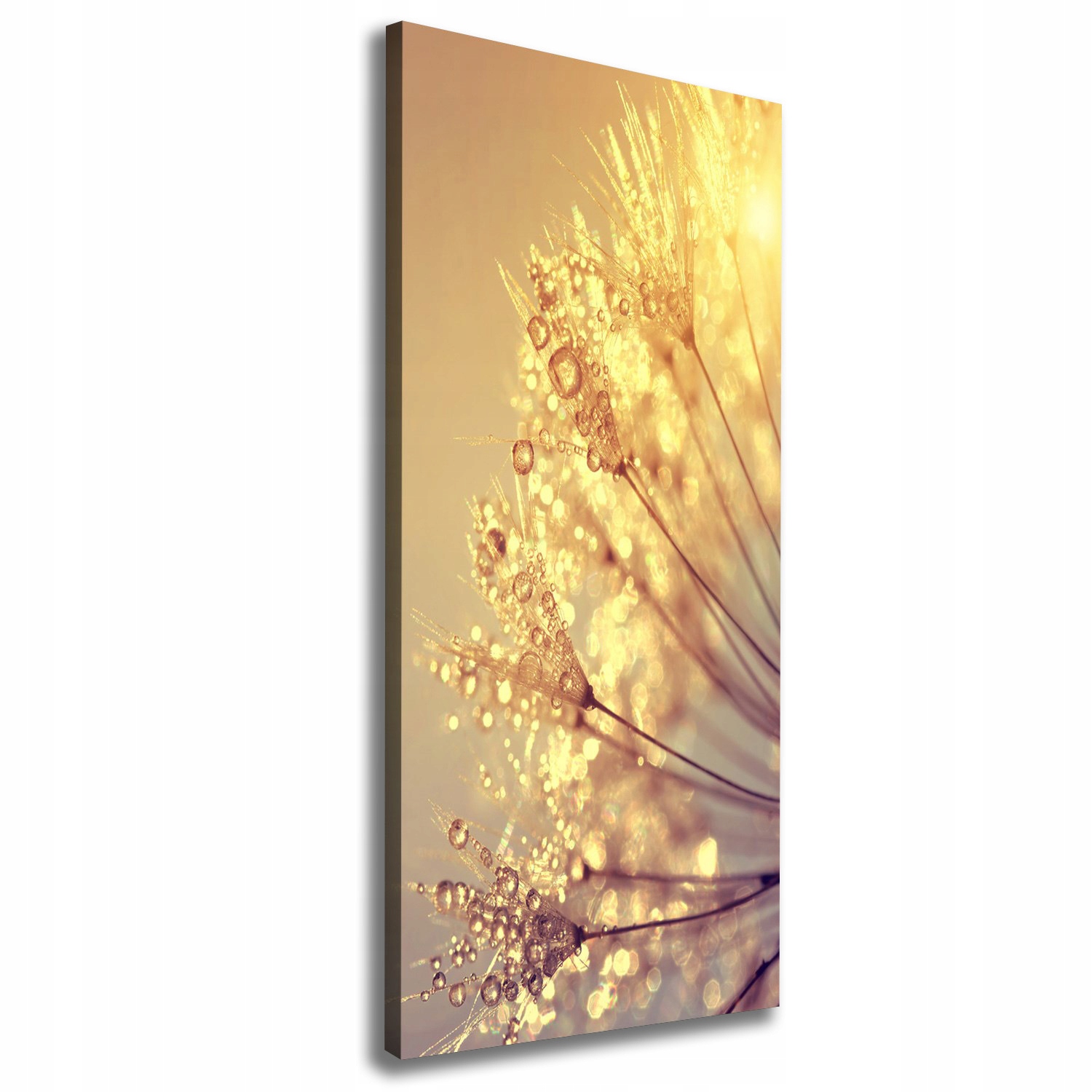 

Foto obraz na płótnie Nasiona dmuchawca 50x125 cm