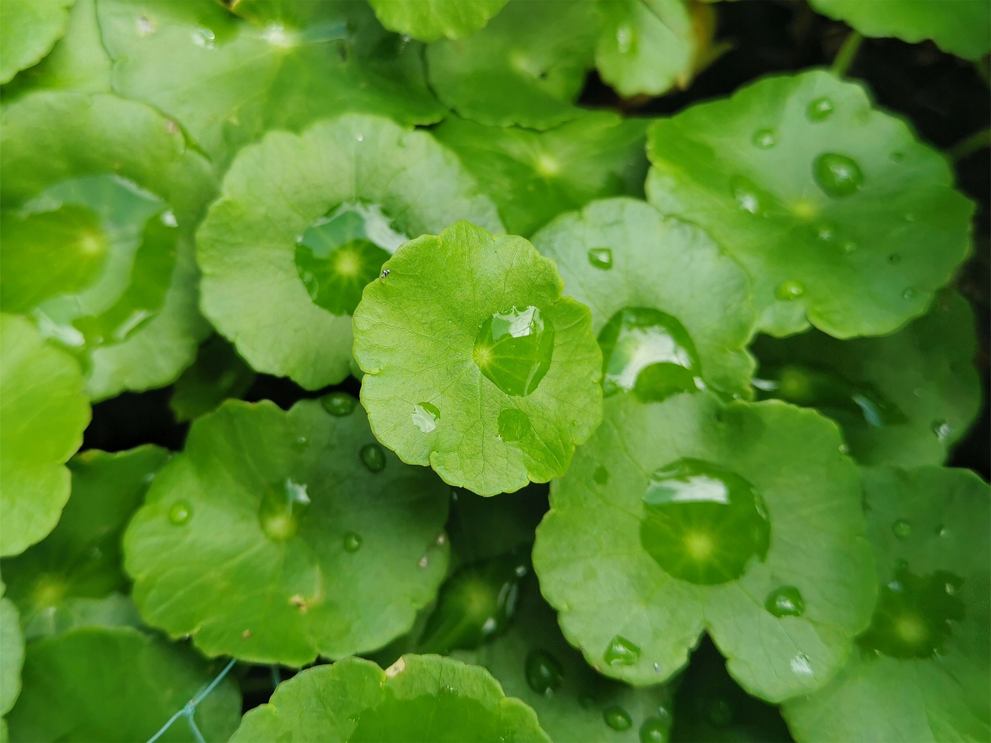 Podkładka tonikowa Vertty Tea Tree CICA Marka Vertty
