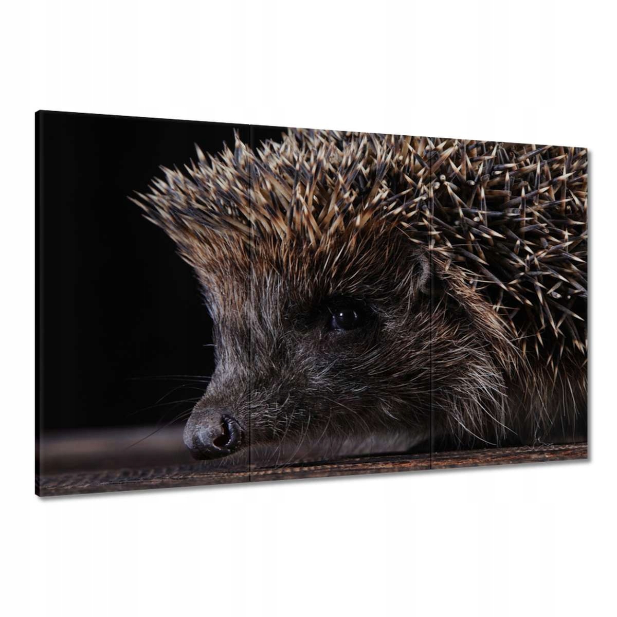 Obrazy 120x80 Portrét malého ježka