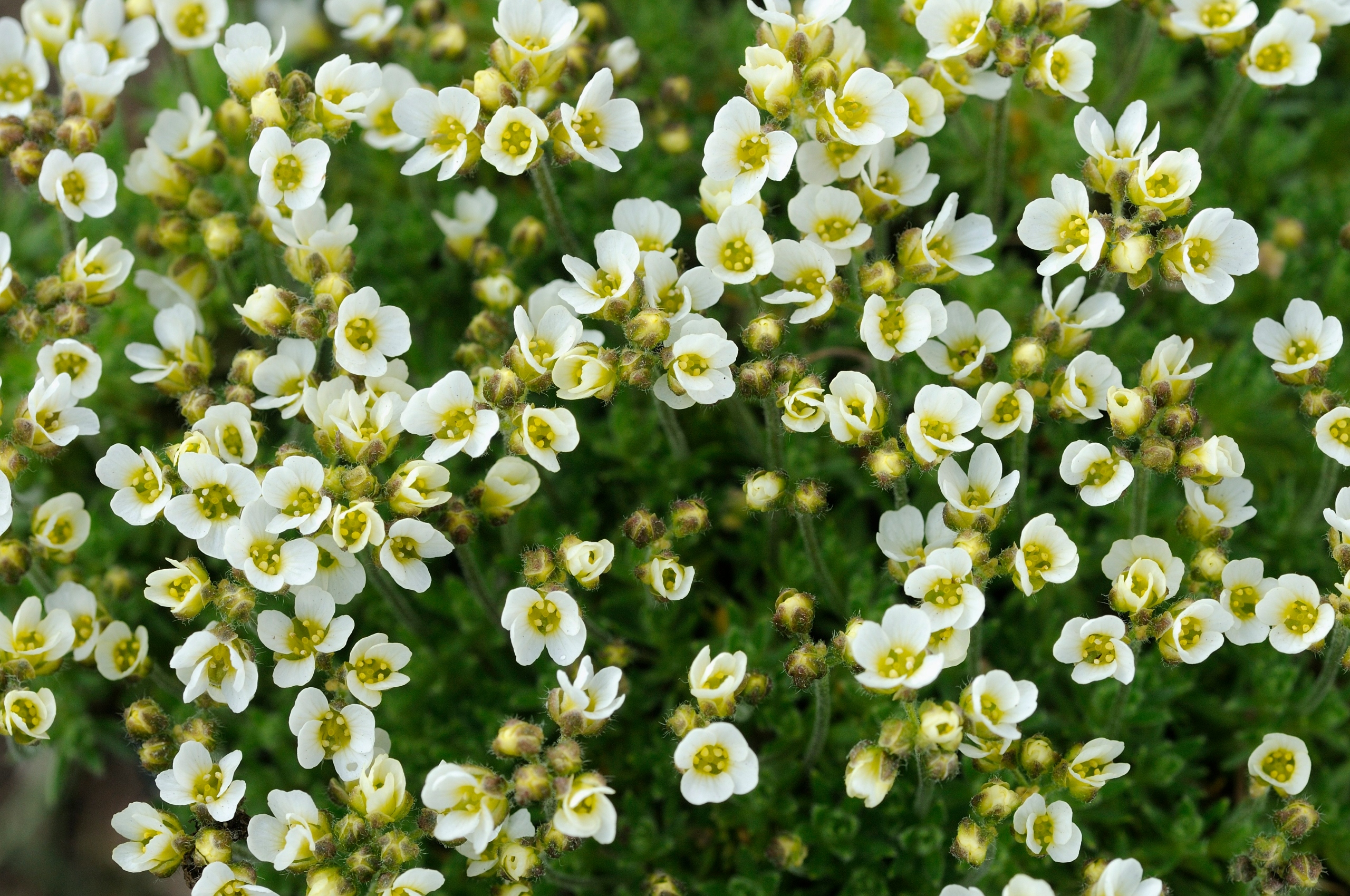 Głodek kantabryjski - Draba dedeana