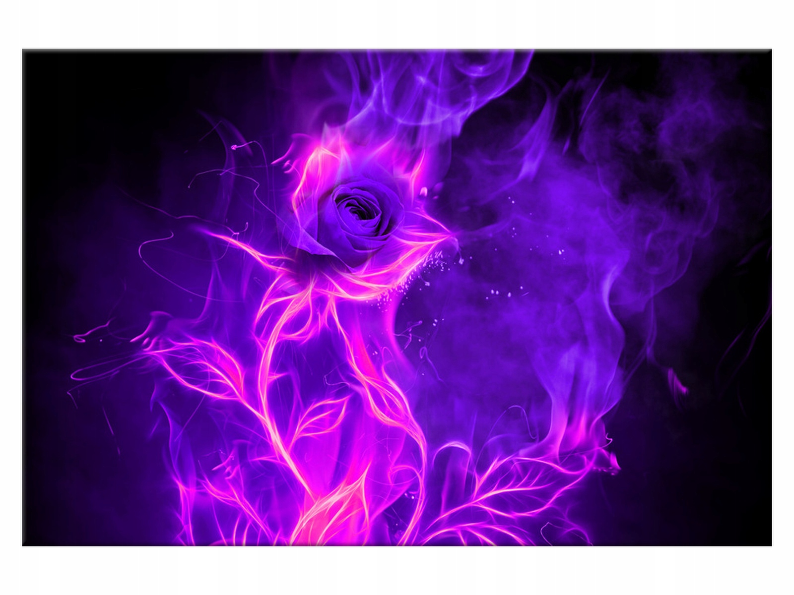 

Obraz Fioletowa piękność 120x80 Róża 1396A_1B