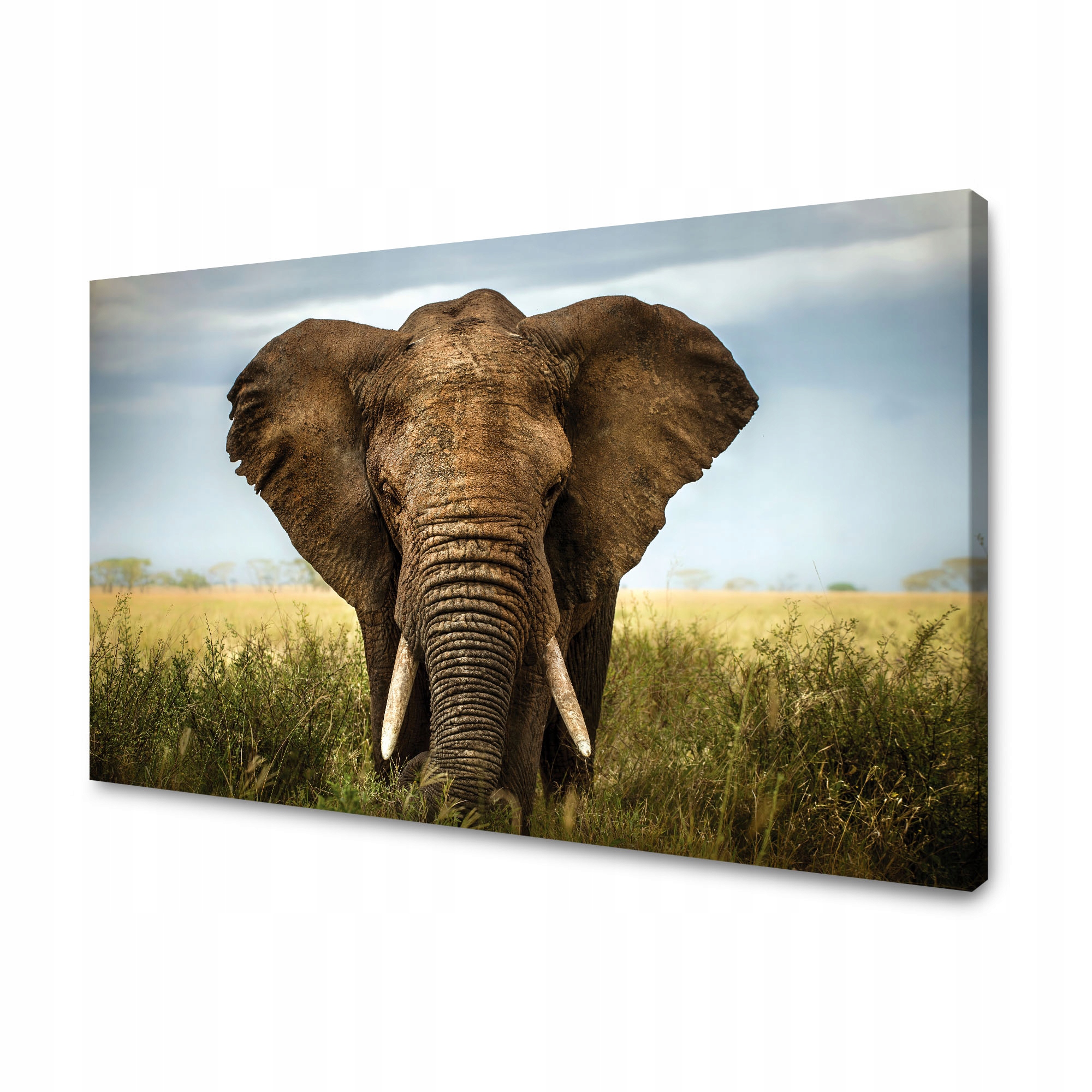 Obraz na plátně Slon v Vysoké Trávě Afrika 120x70 cm Ideální jako dárek