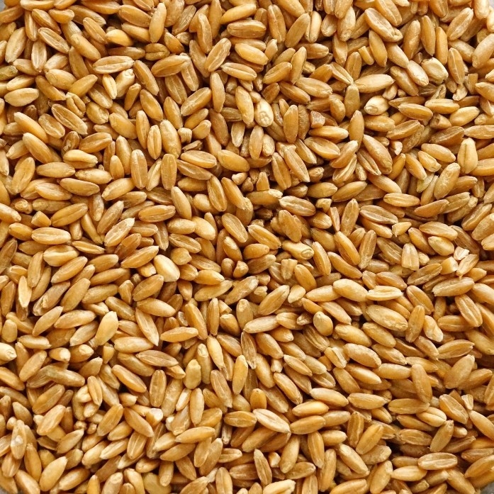 Пшеничное зерно для птиц, голубь, приманка для рыбы