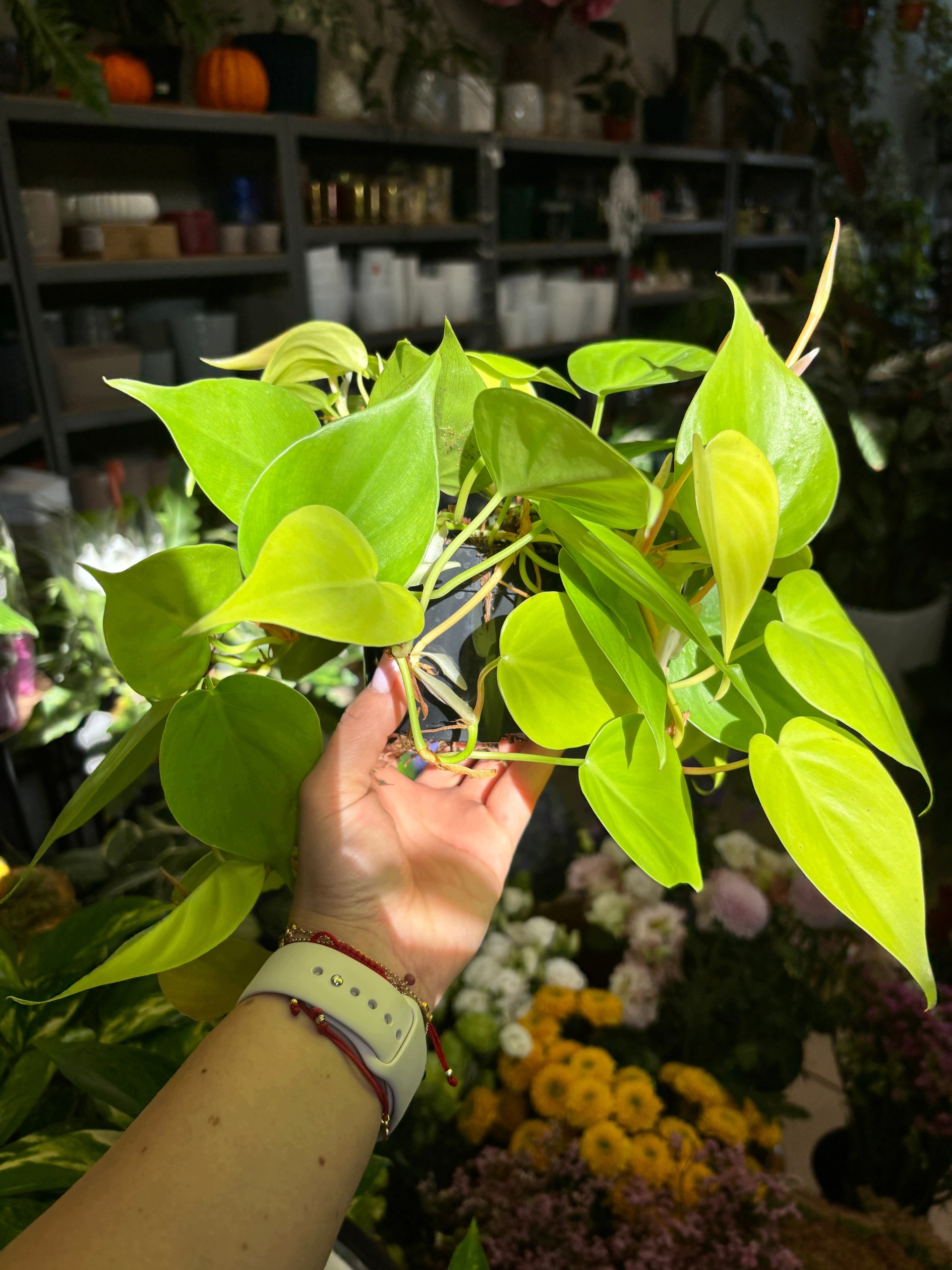 Filodendron scandens Lemon Lime Polski producent