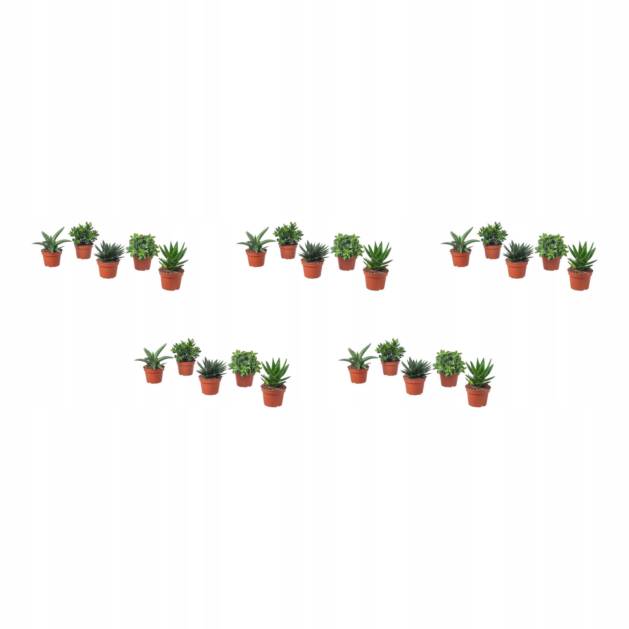 5 ks Succulent Pokojová rostlina různé 15 cm