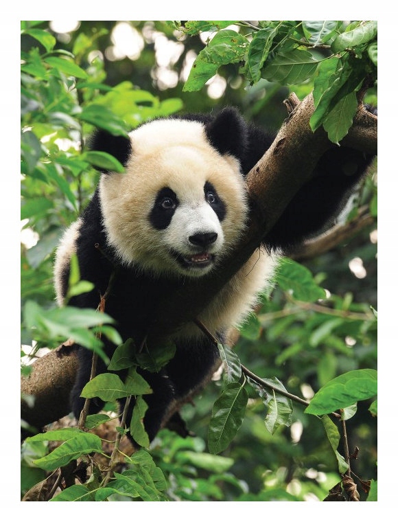 Fototapeta Panda v bambusovém lese příroda do pokoje 206x275 lepidlo