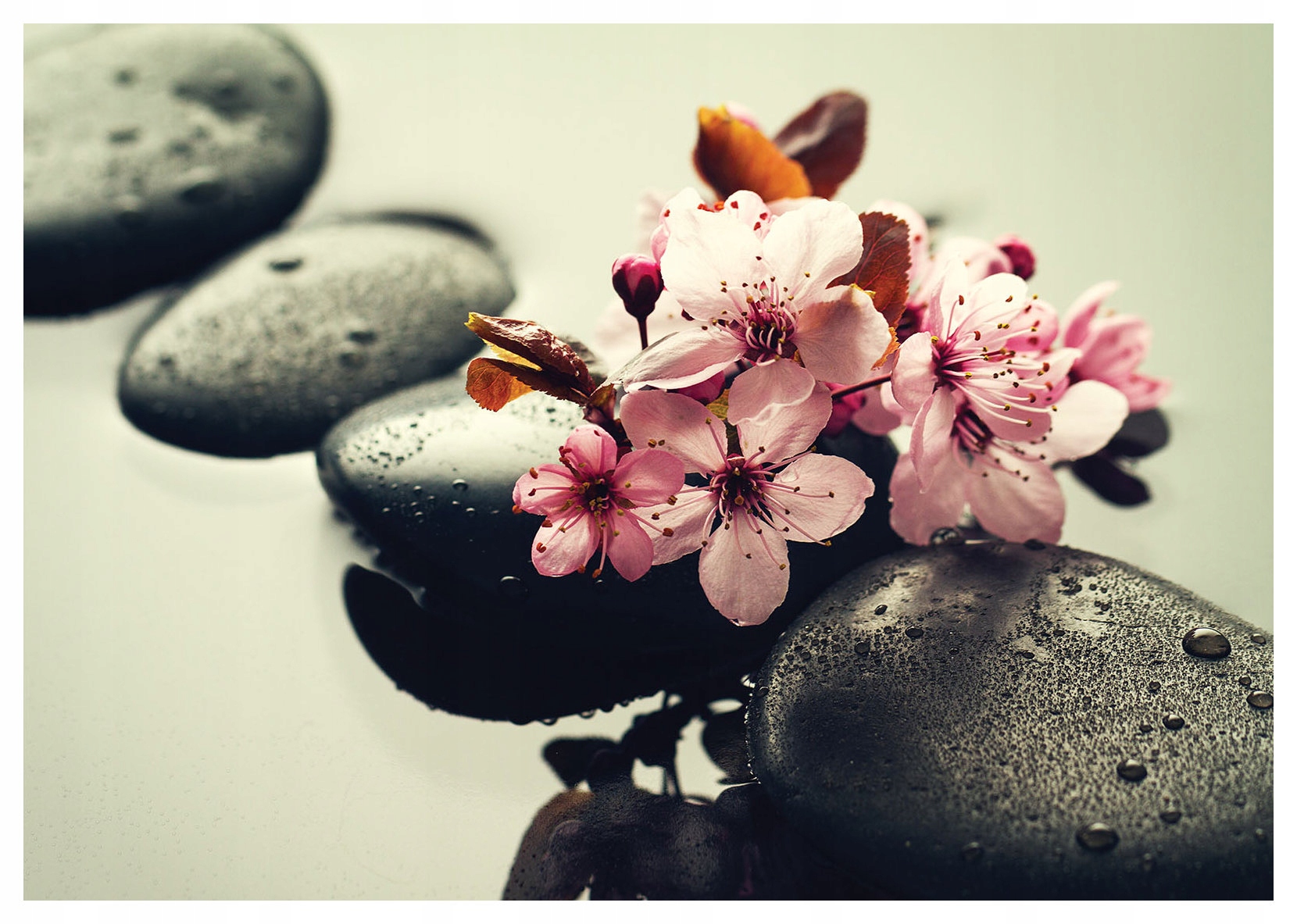 Fototapeta Kvetoucí višeň relaxační kameny 368x254 vinylová lepidlo