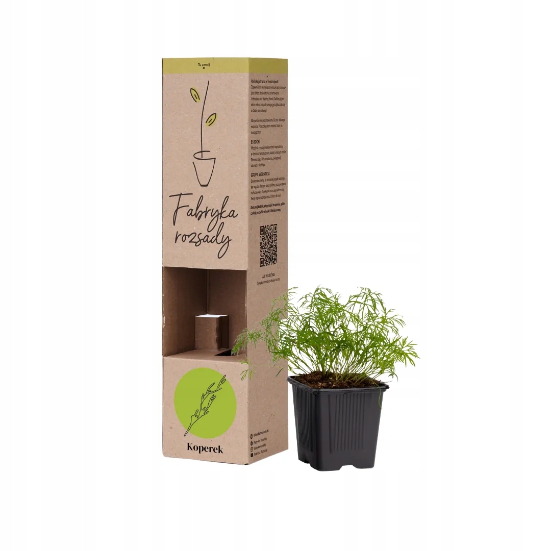 [SADZONKA] Koperek aromatyczna przyprawa + INSTRUKCJA | Fabryka Rozsady