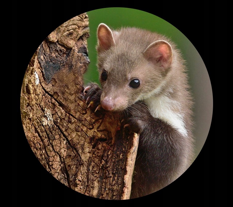 KUNAGONE NA KUNY 6-PAK WORECZKI ZAPACHOWE WYSOKA SKUTECZNOŚĆ Producent inny