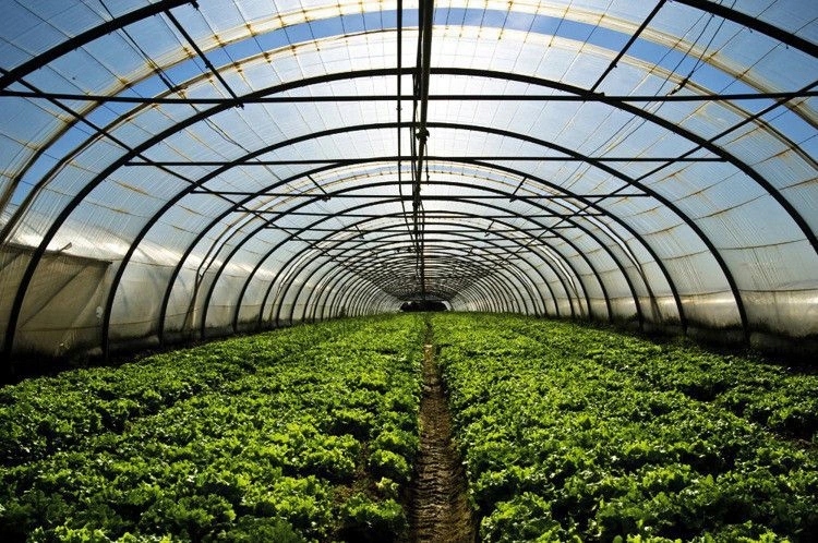 PROFESJONALNA FOLIA OGRODNICZA TUNELOWA SZKLARNIA 4-SEZONOWA 6x33m 1M Kod producenta Dystrybucja Polska