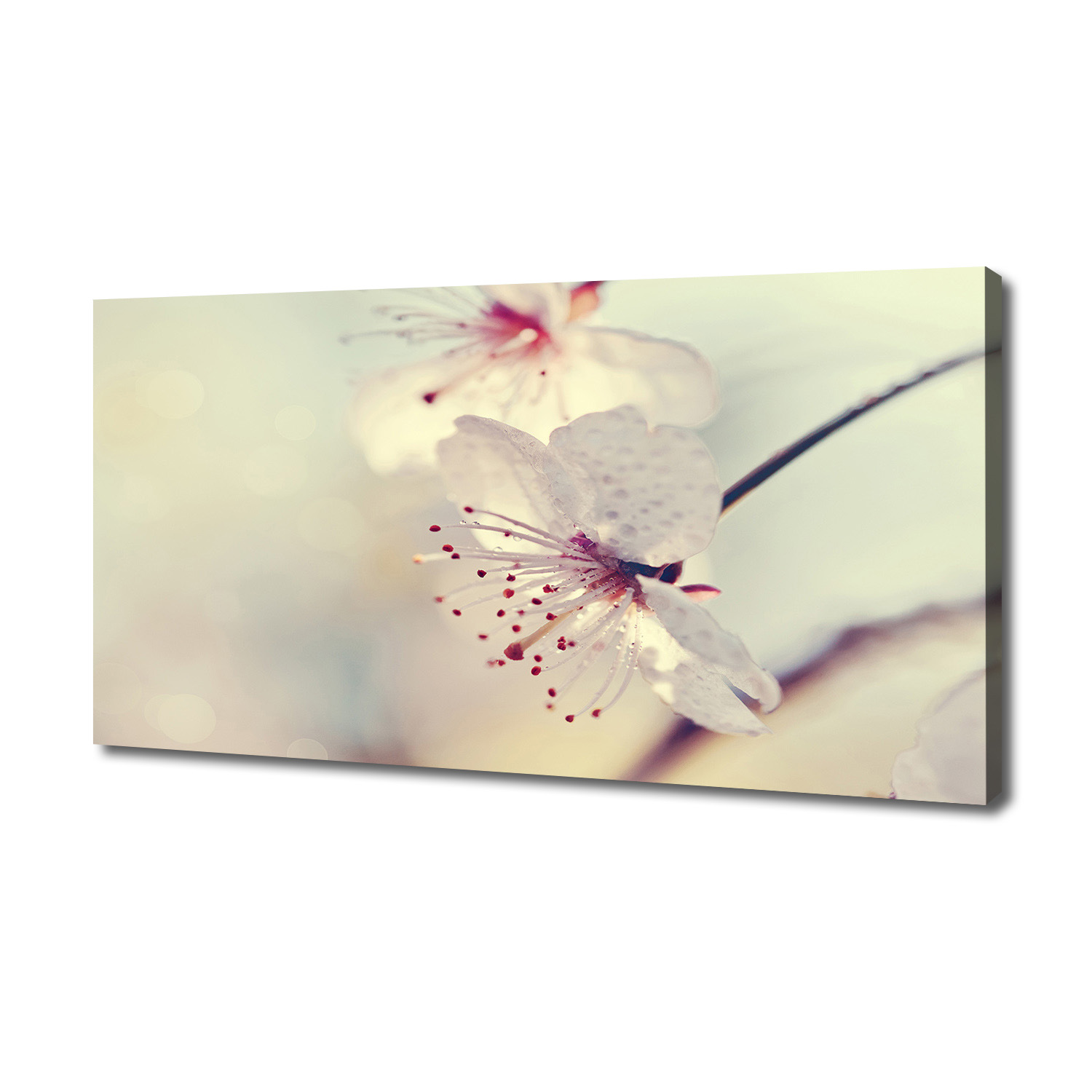 

Foto obraz canvas na ścianę Kwiat wiśni 140x70 cm