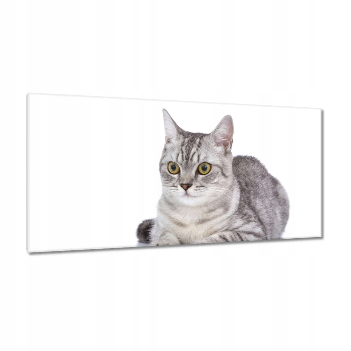 Obrazy 115x55 Kočka Kotě Kočky