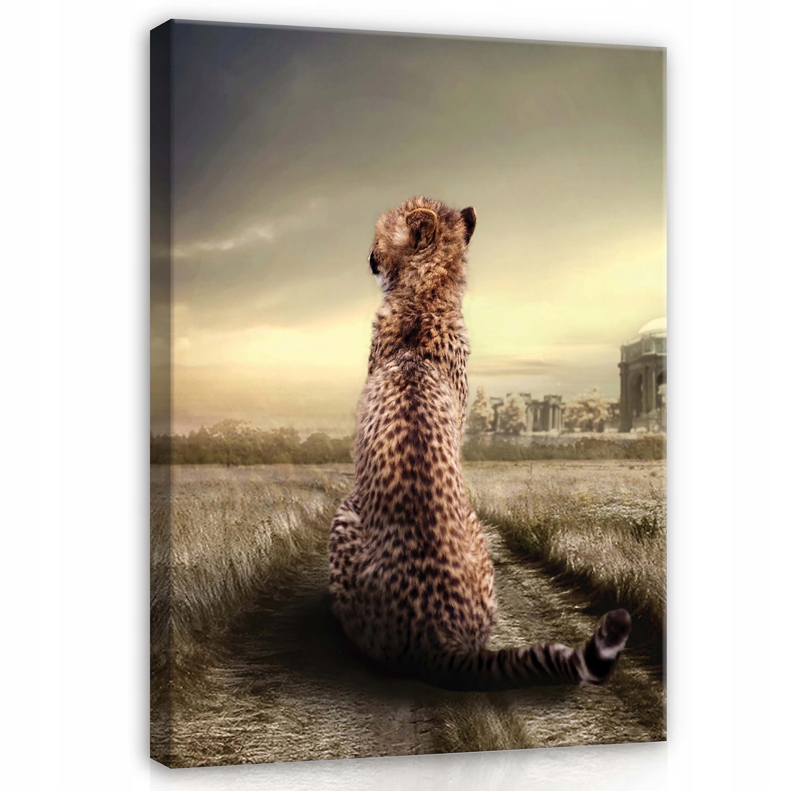Obraz 60x80 Osamělost pozorování ruiny gepard příroda melancholie ticho