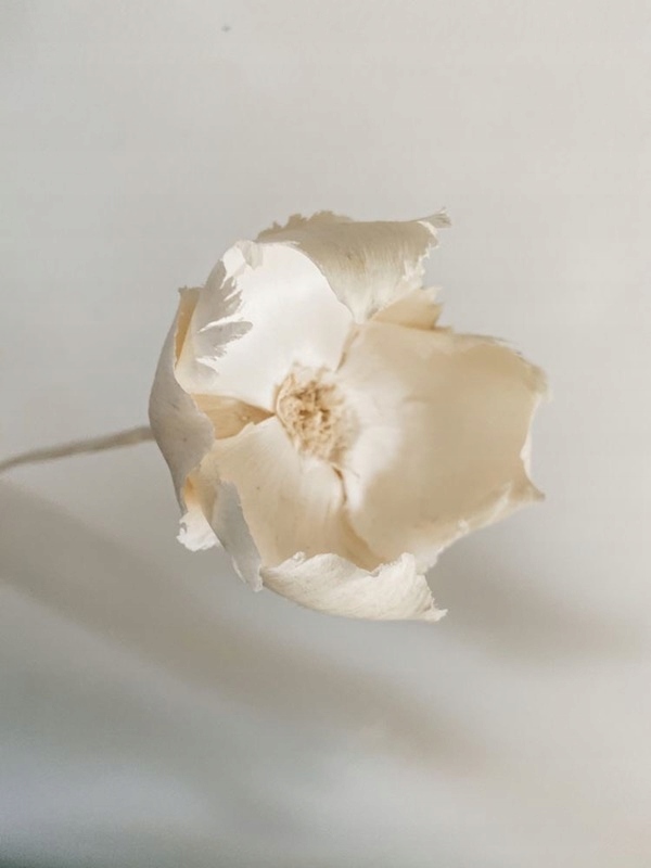 

Kwiat orzechowca bielony Miła Odmiana suszki