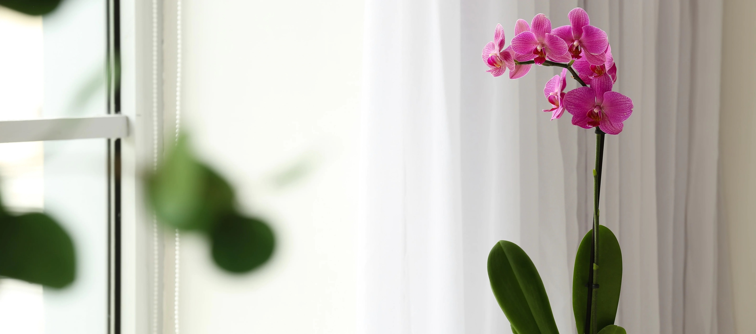 Ziemia Podłoże do storczyków orchidei BIOVITA 3L Rodzaj torf ogrodniczy