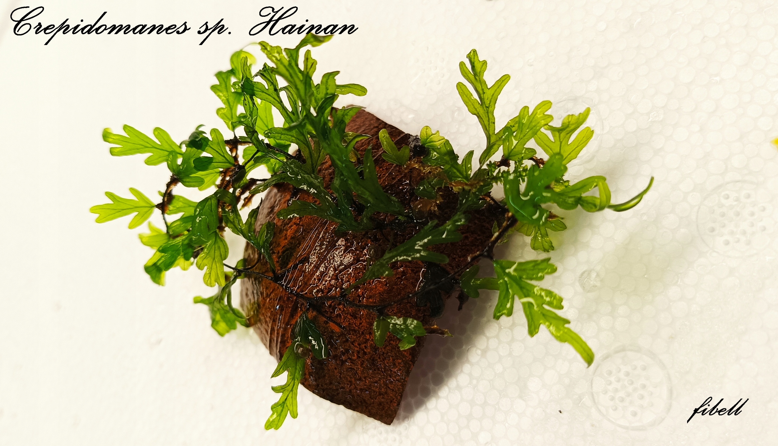 Crepidomanes sp. Hainan kolekcja od - fibell