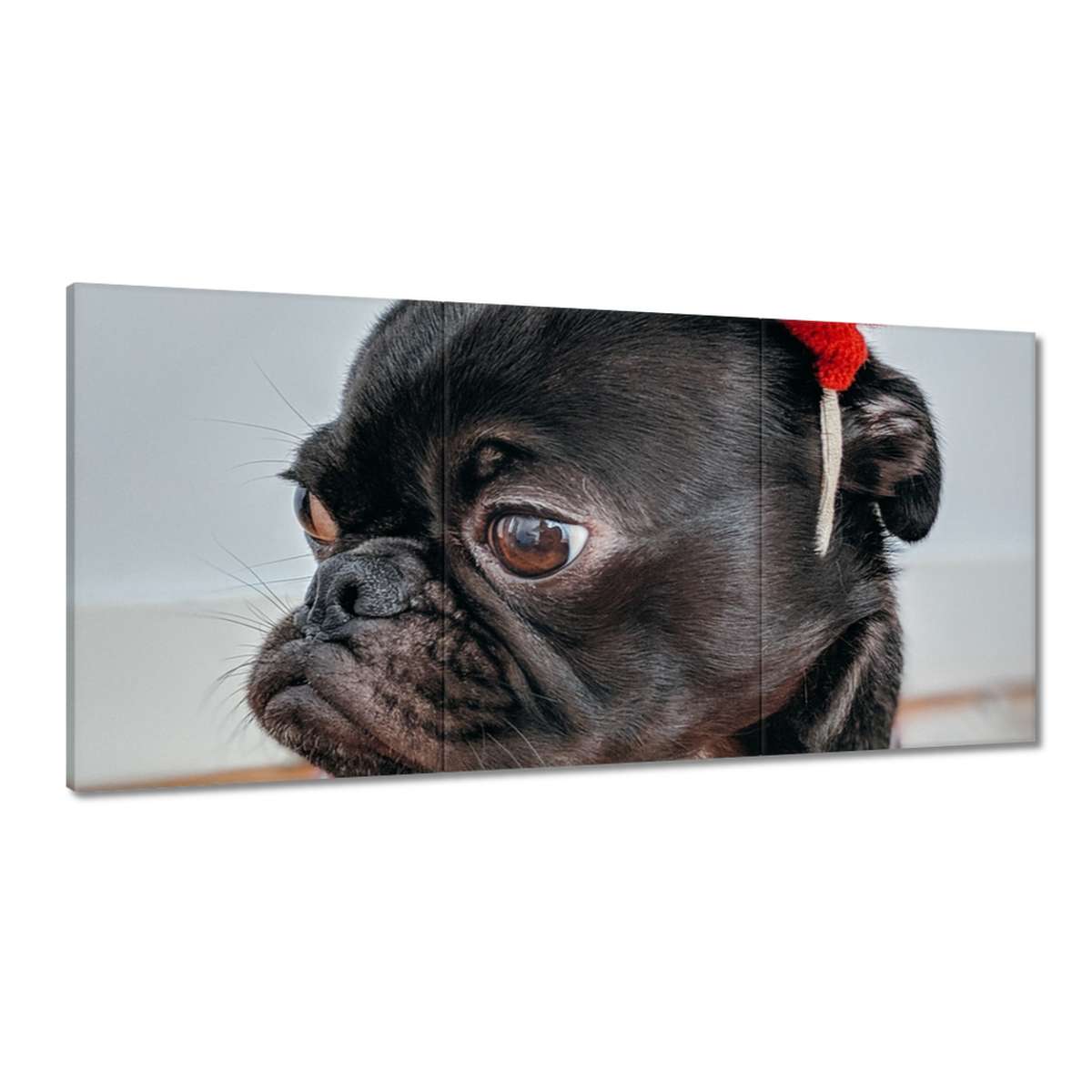 Obrazy 120x60 Pes Pejsek Psi