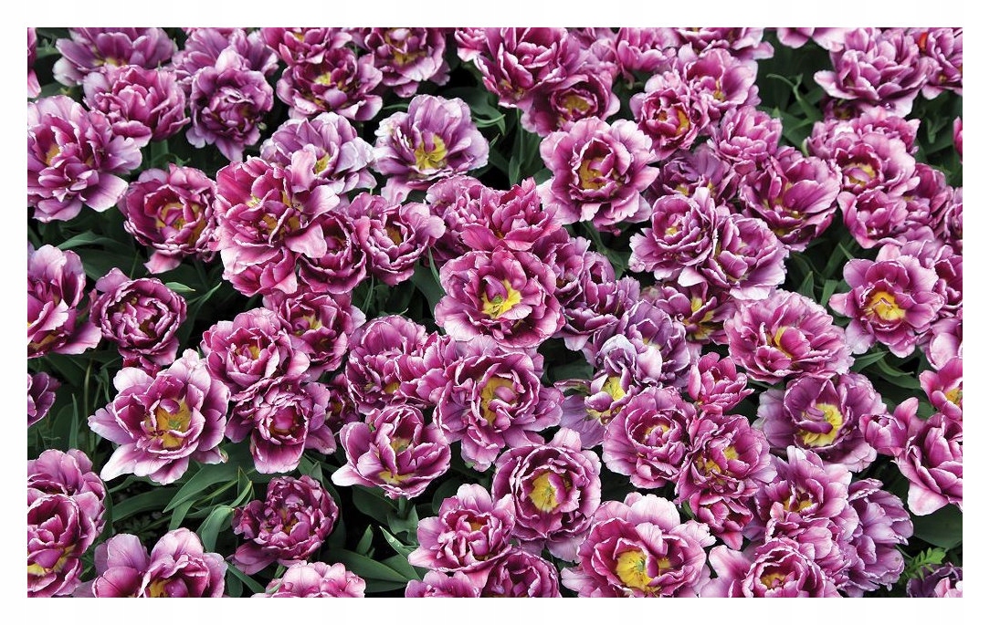 Fototapeta flizelina Tulipány fialové a purpurové sny 368x254 lepidlo
