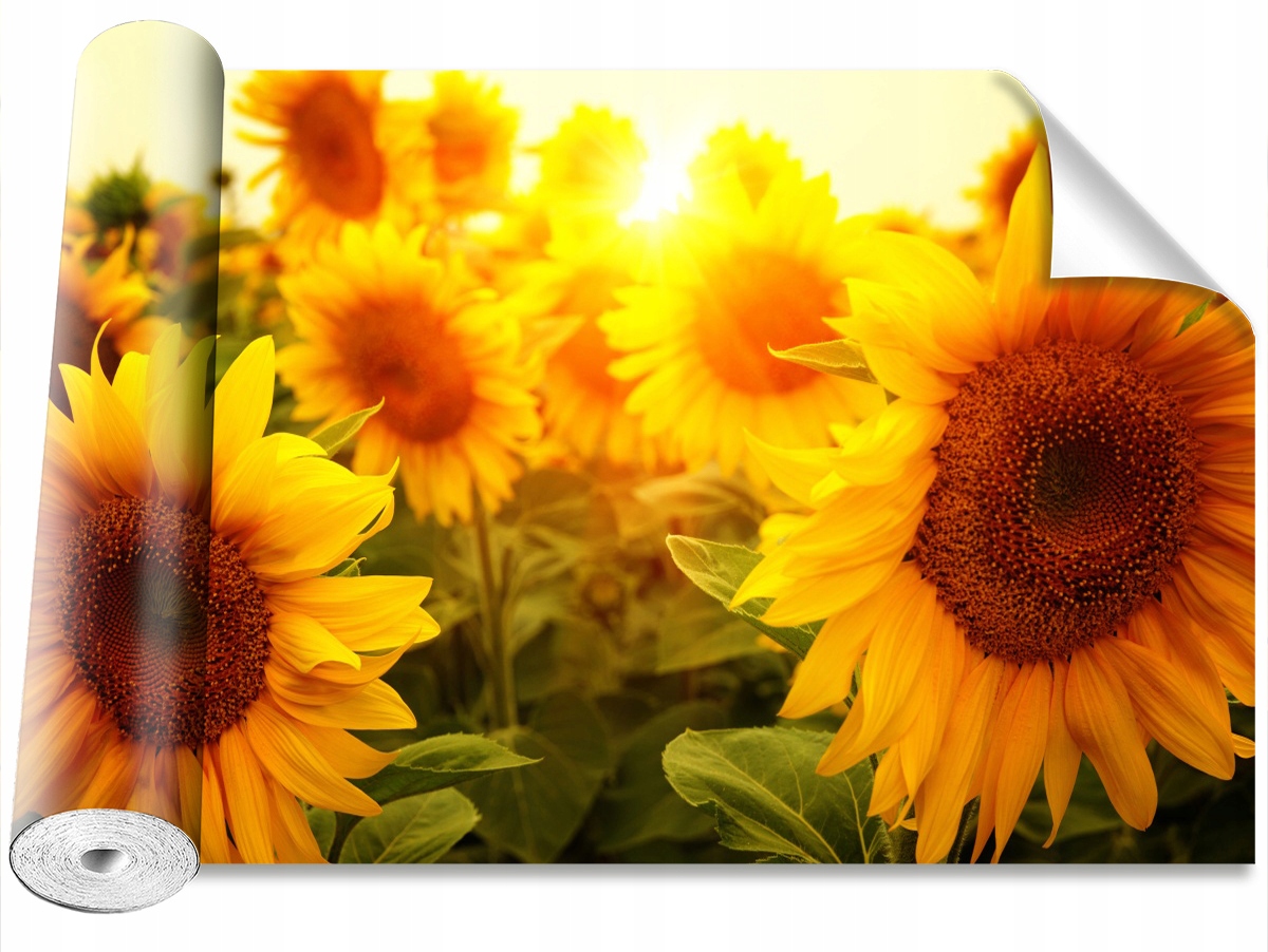 

Tapeta Samoprzylepna Słoneczniki 312x219