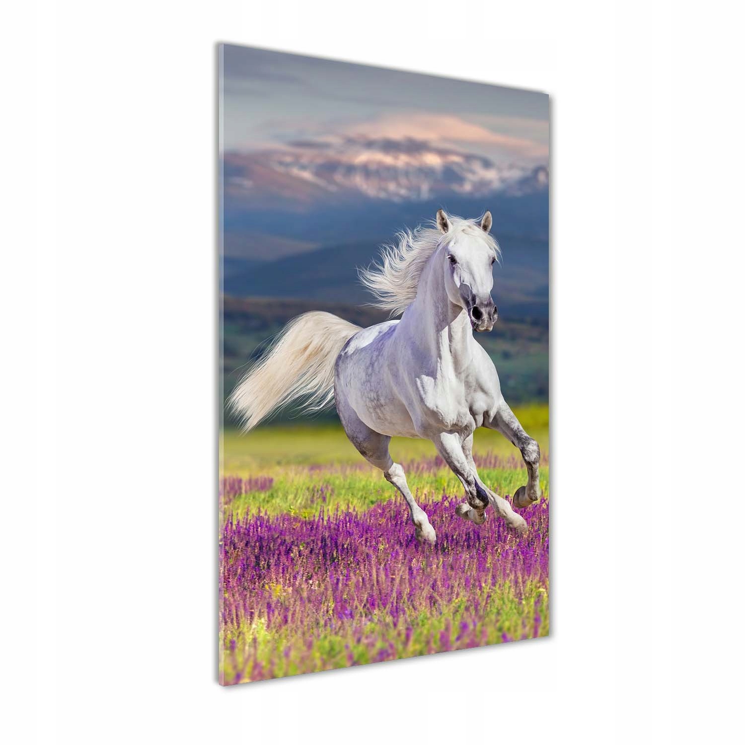 

Foto obraz na szkle Biały koń w galopie 70x140 cm