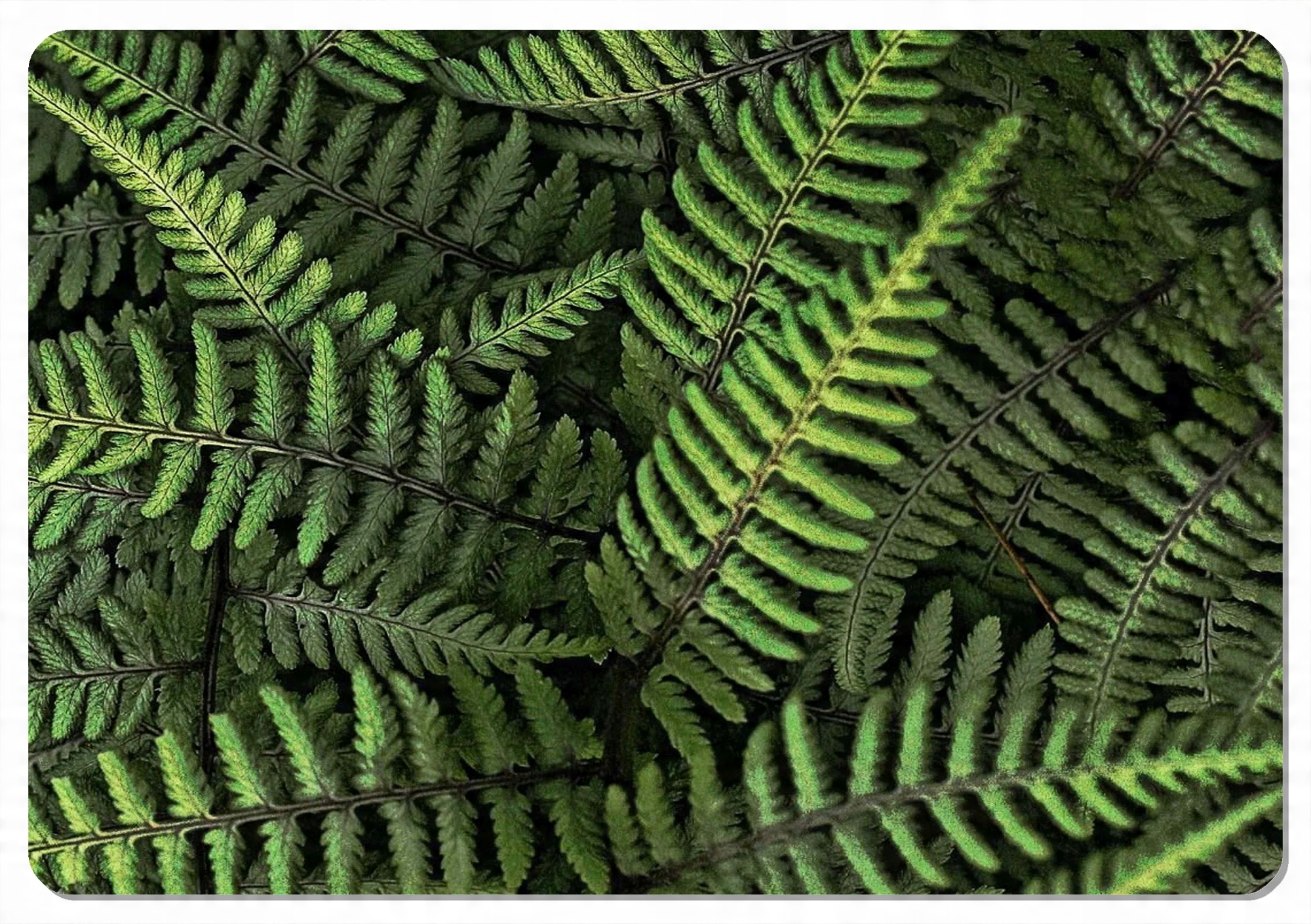 

Podkładka prostokątna Bertoni 29x42 cm Ferns