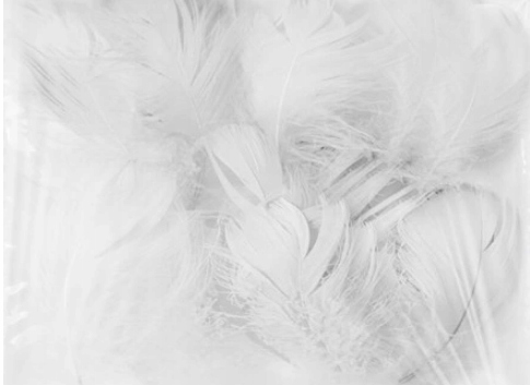 

Konfetti piórka krótkie 50 szt. kolor biały białe