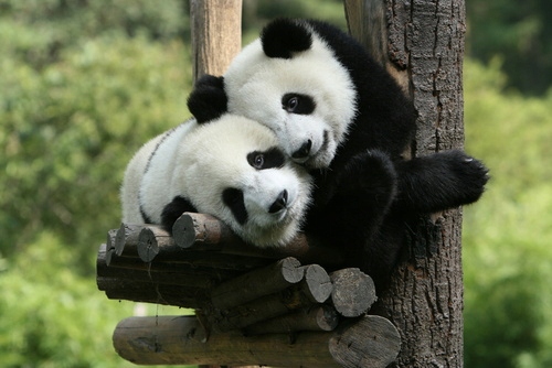 

Fototapeta flizelina na wymiar panda