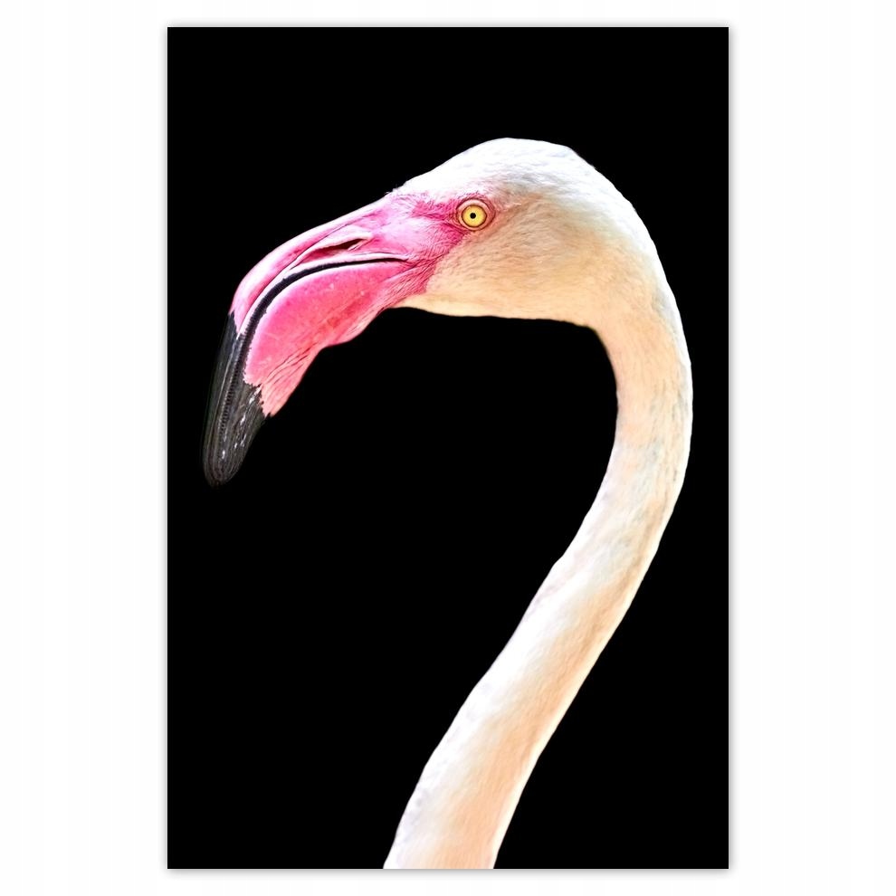 

Plakaty 40x60 Flaming Ptak Co ja pacze