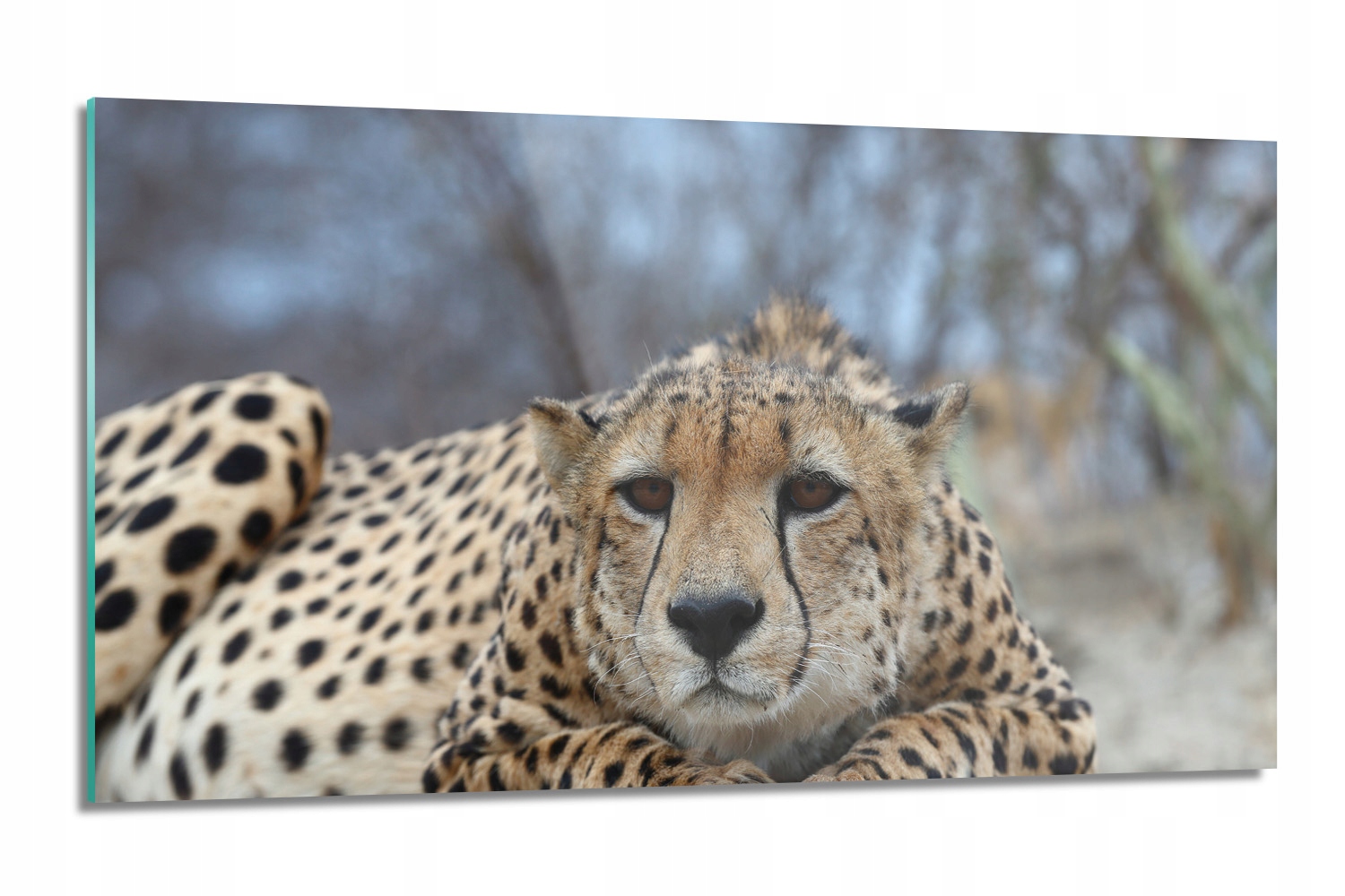 Sklenená doska Gepard mačka s potlačou 120x60 s fotografiou