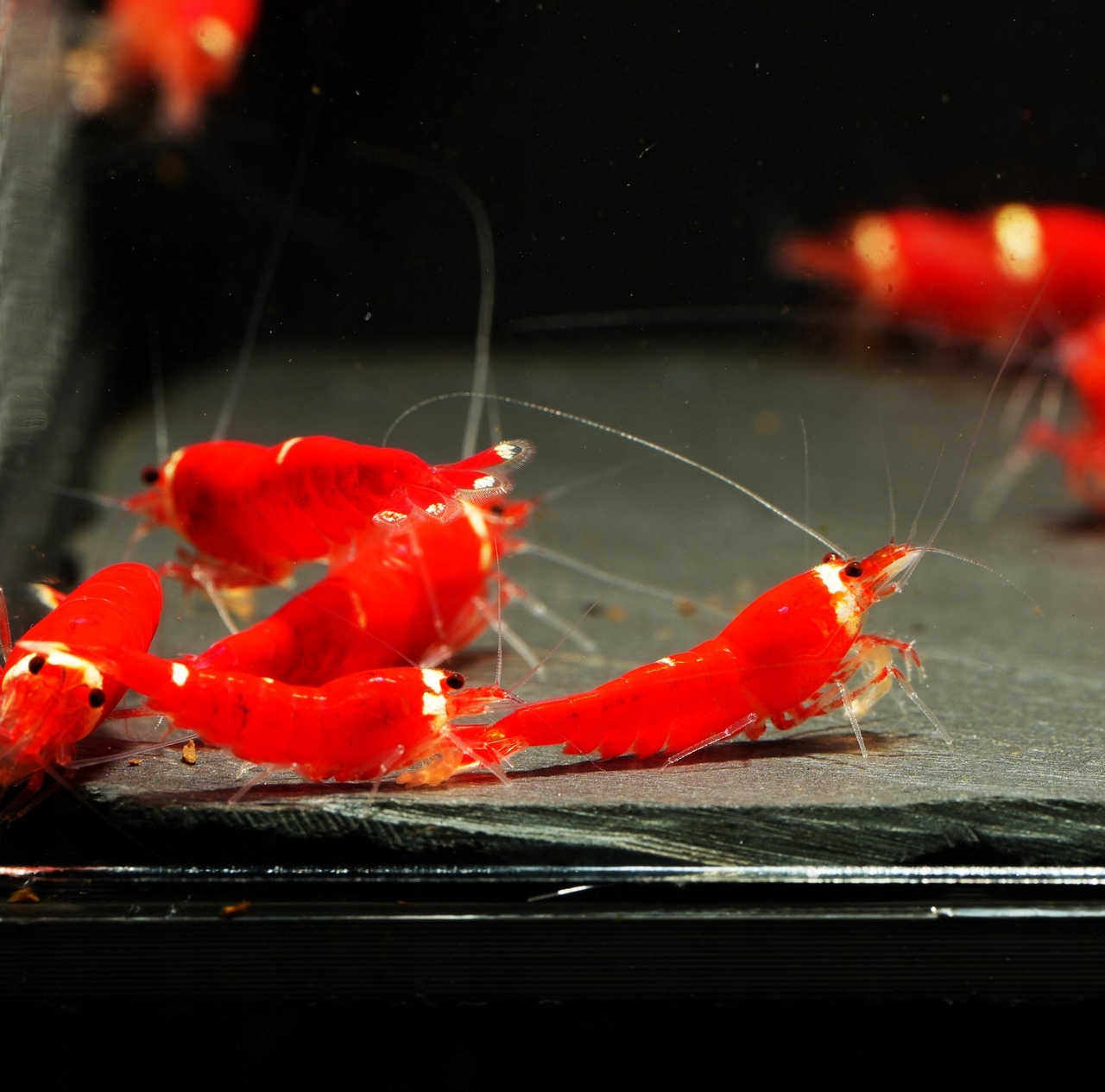 Krewetki Super Crystal Red Extreme one stripe