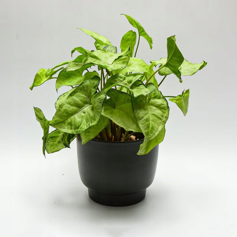 Osłonka Ceramiczna na Stopce Czarna Kształt okrągły