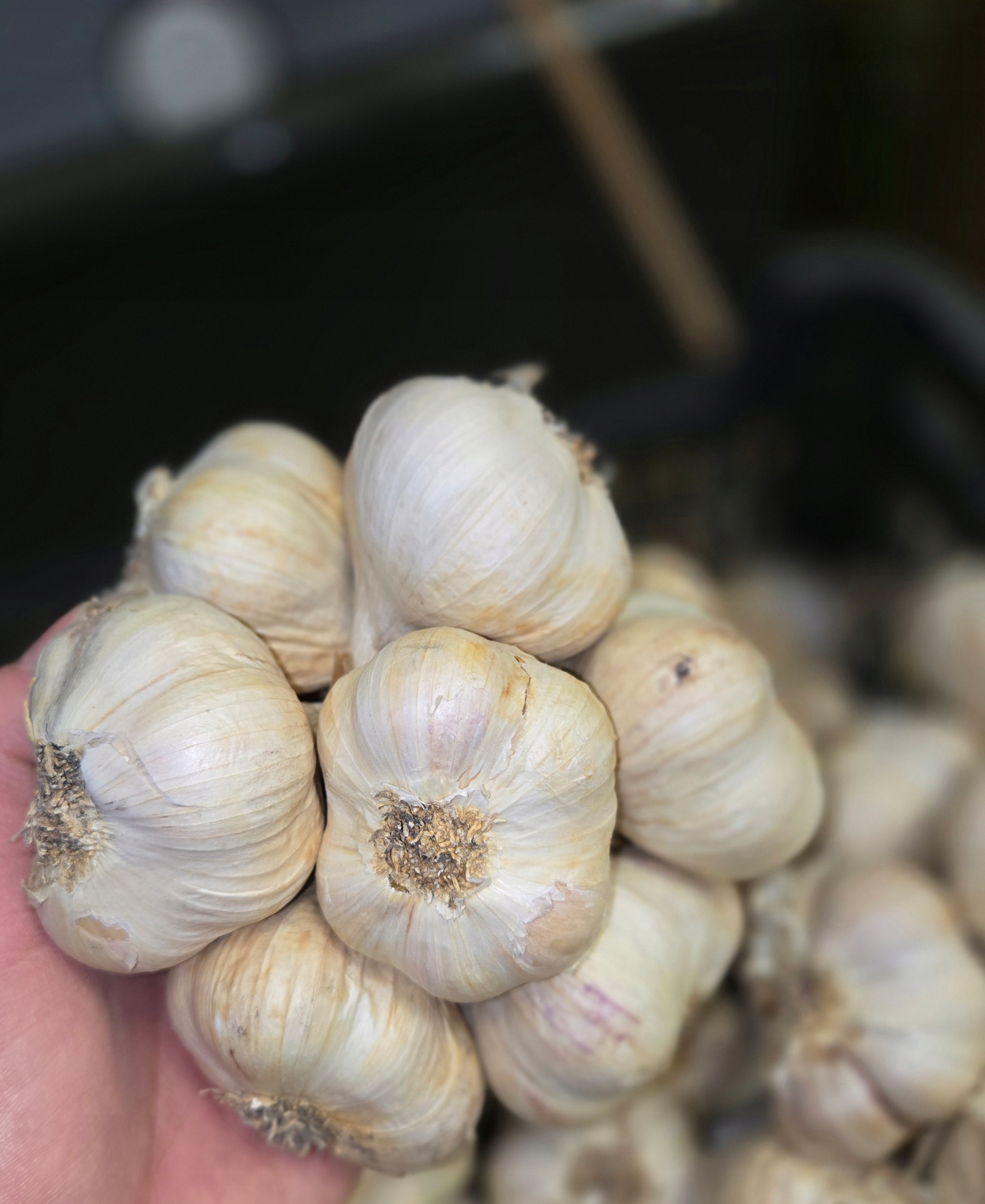 CZOSNEK WIOSENNY JARY POLSKI 500g 5-6cm od rolnika