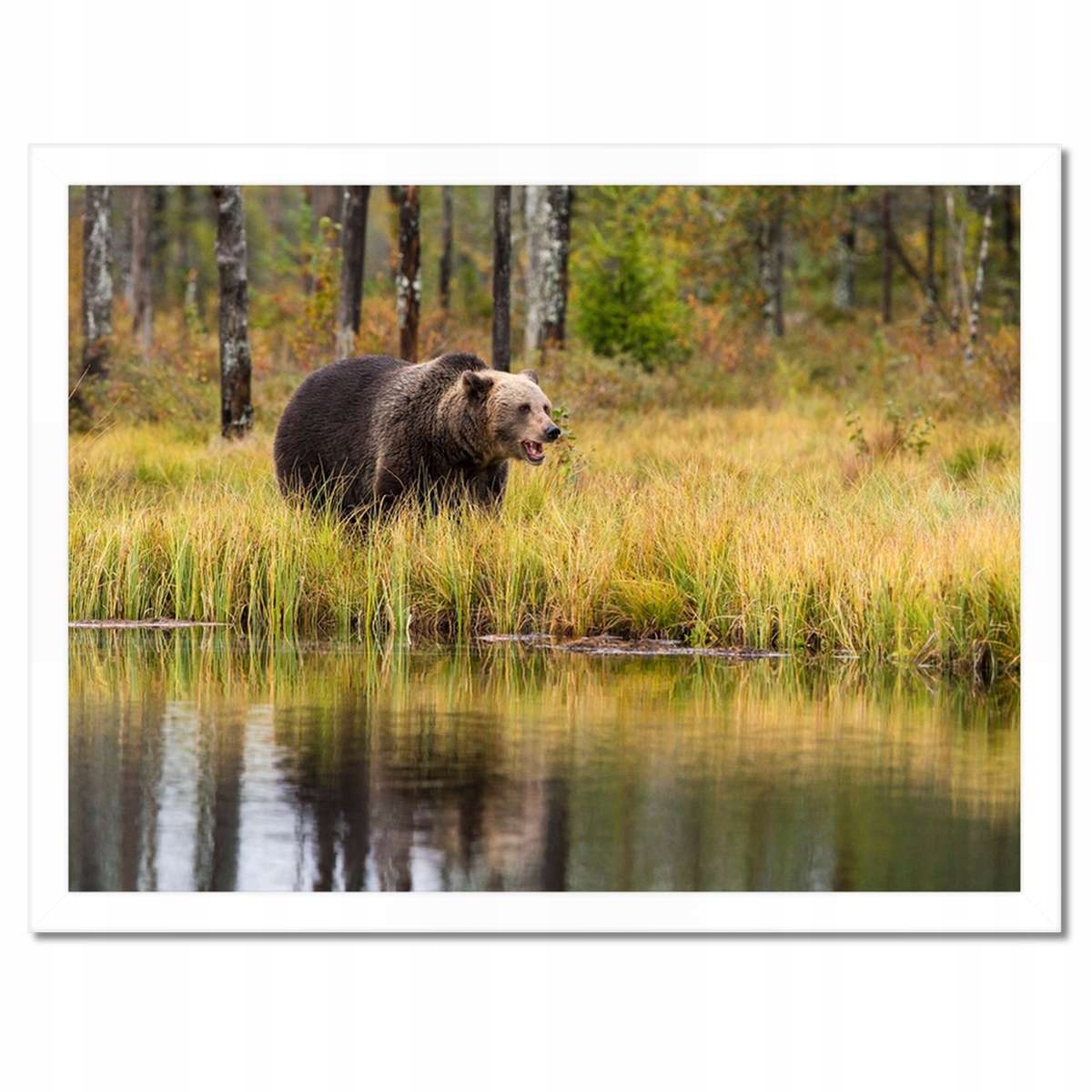 Plakáty v rámu 40x30 Zvířata Zvířátka
