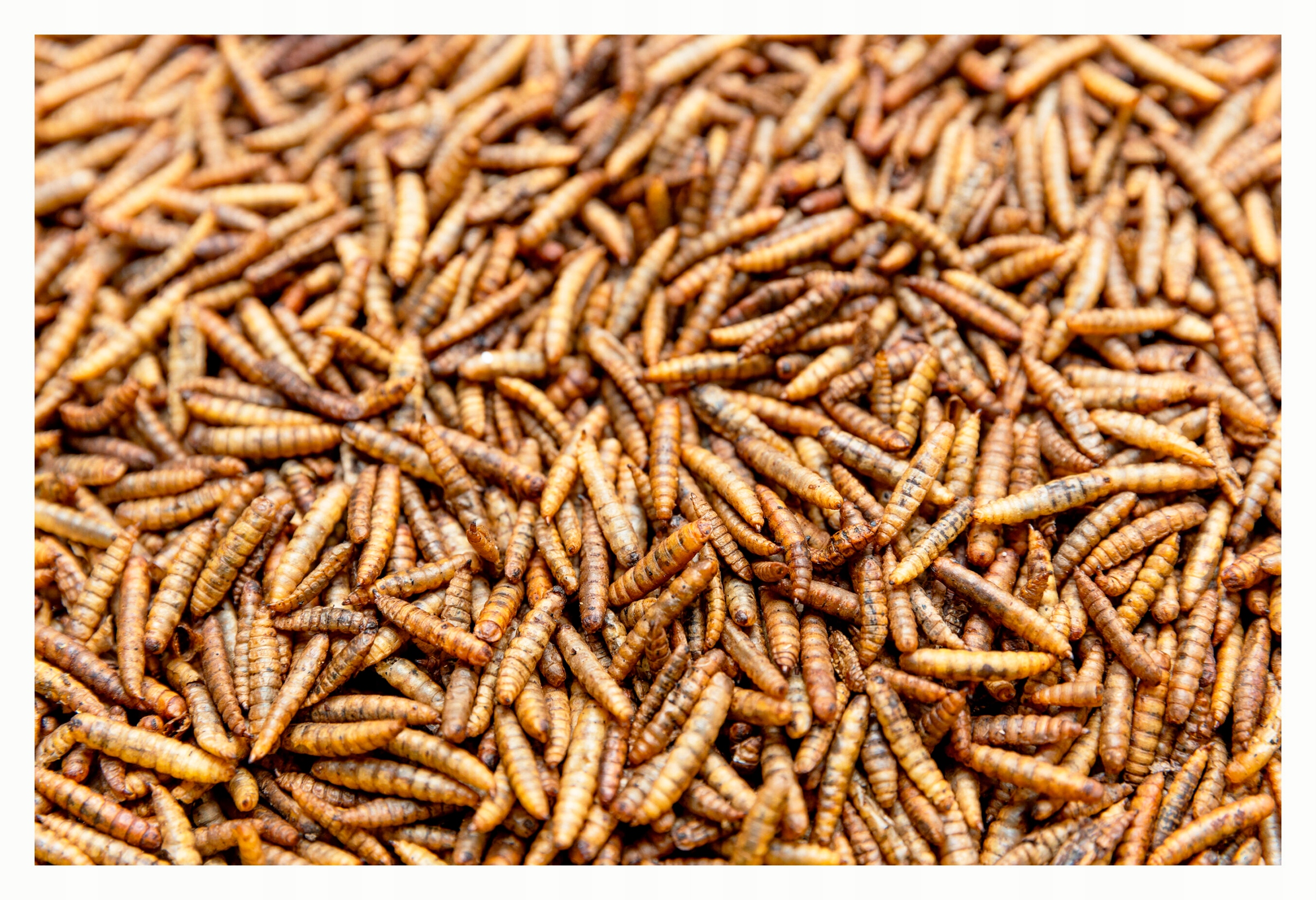 Levně Balmax, Hermetia, larvy much., černý voják fly larvae, pro ptáky., 5 kg