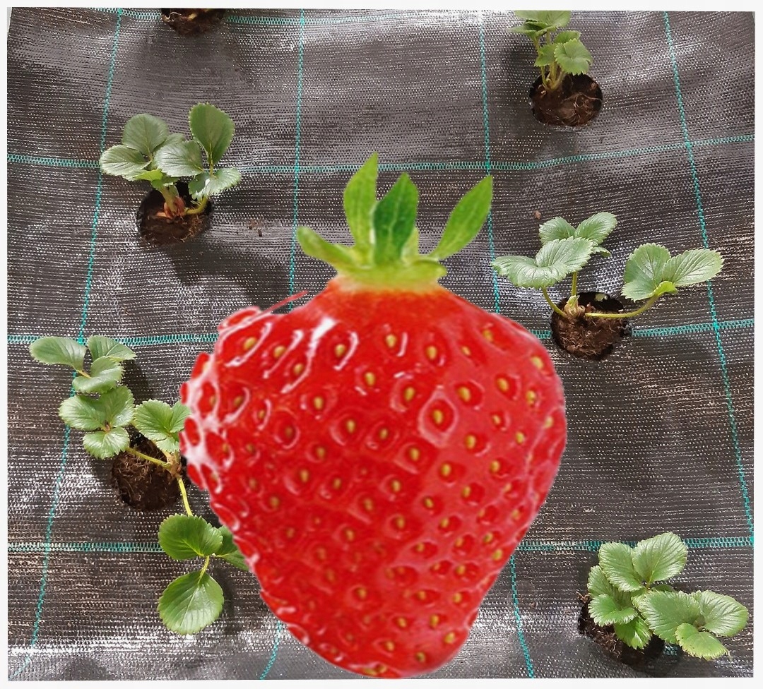 agrotextília Otvory Pod Jahody Uhorky 1,1x50 m