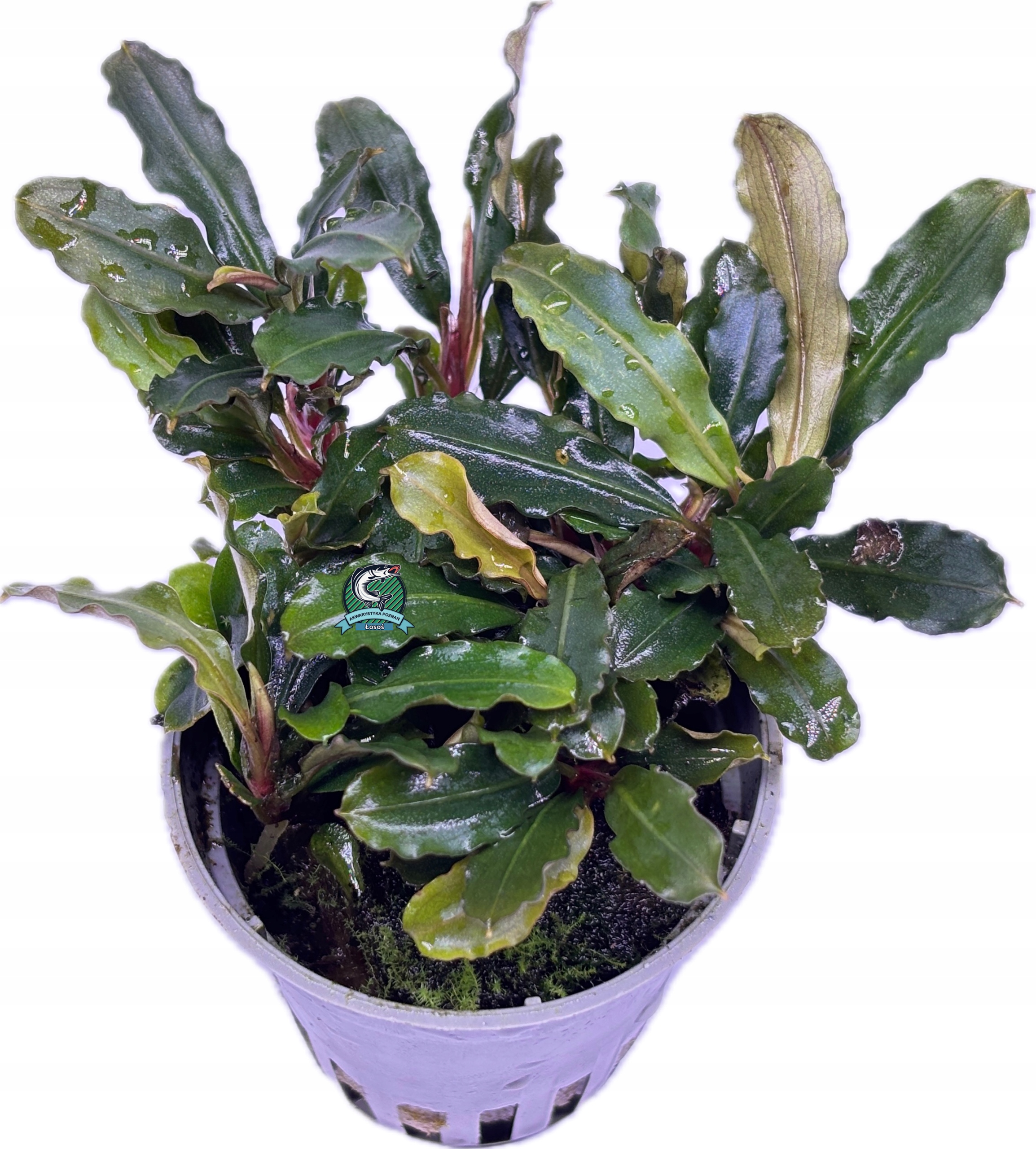 Bucephalandra sp. 'Blue Green' [koszyk]
