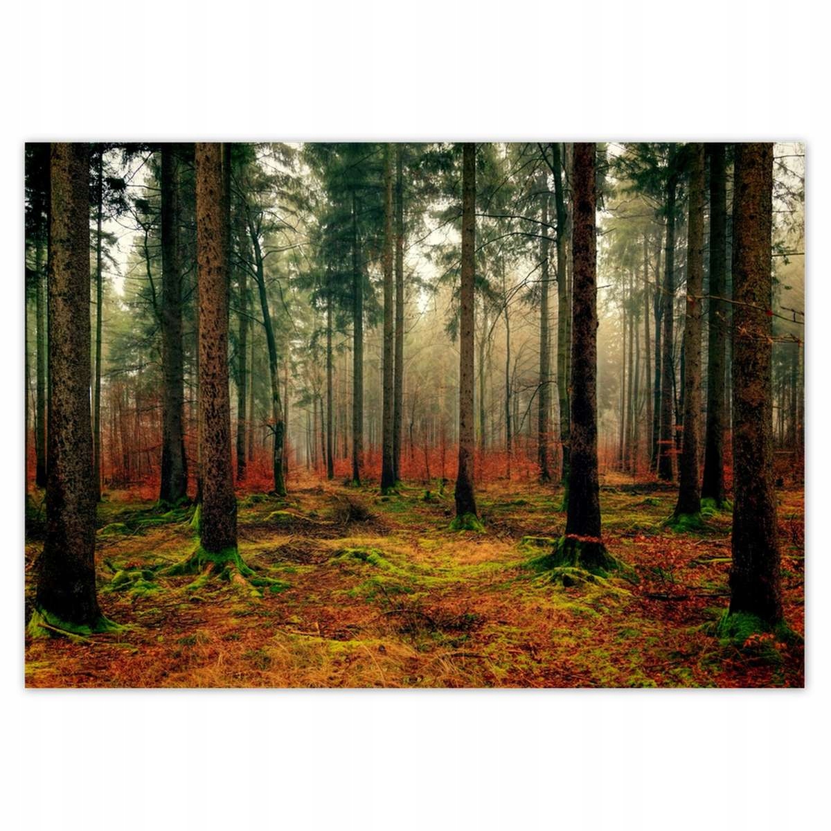 

Plakaty 100x70 Las Pejzaż Krajobraz