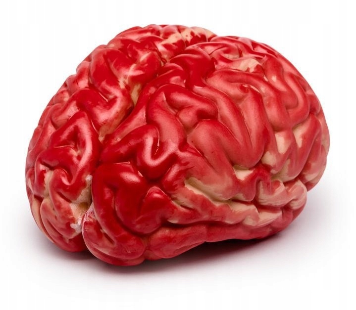 

Sztuczny Mózg Dekoracja Na Halloween Zombie Horror