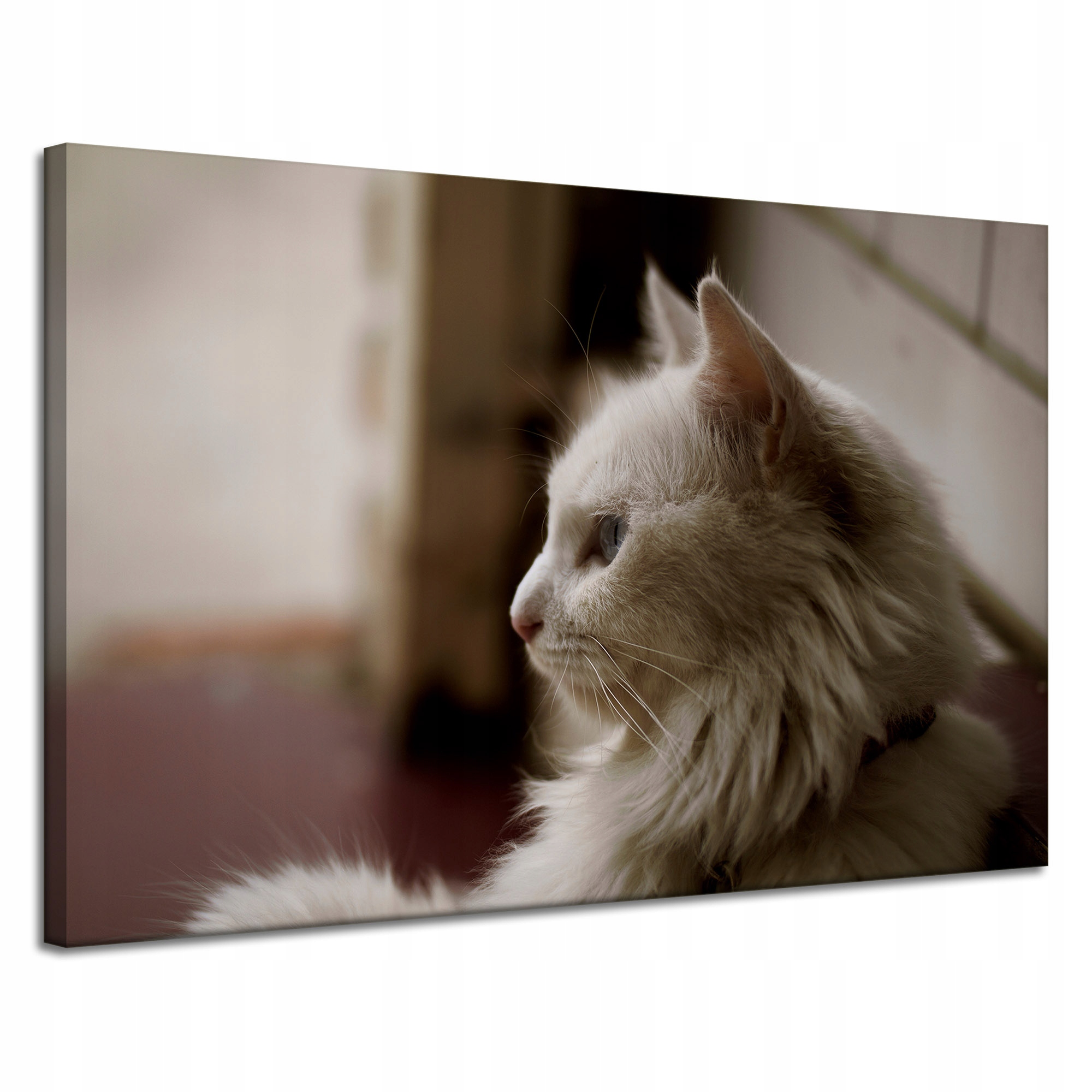 Obraz Canvas Zvířata Bílá kočka na plátně 120x80