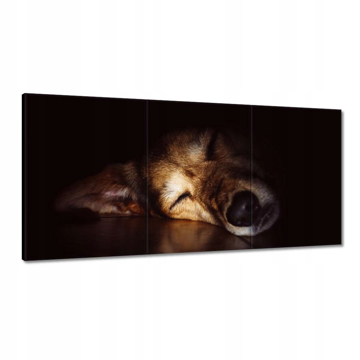 Obrazy 180x90 Pes ležiaci na podlahe