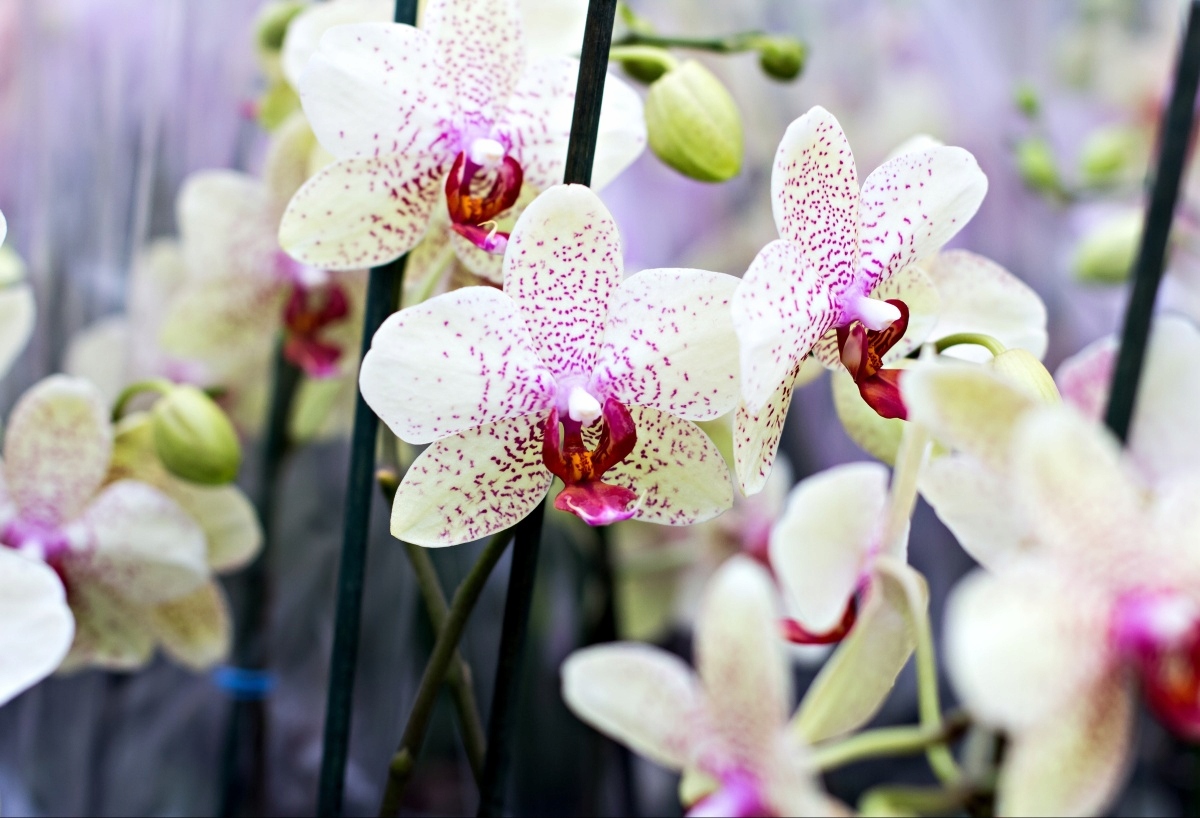 

Fototapeta Flizelinowa Orchidea Kwiaty - 104x70
