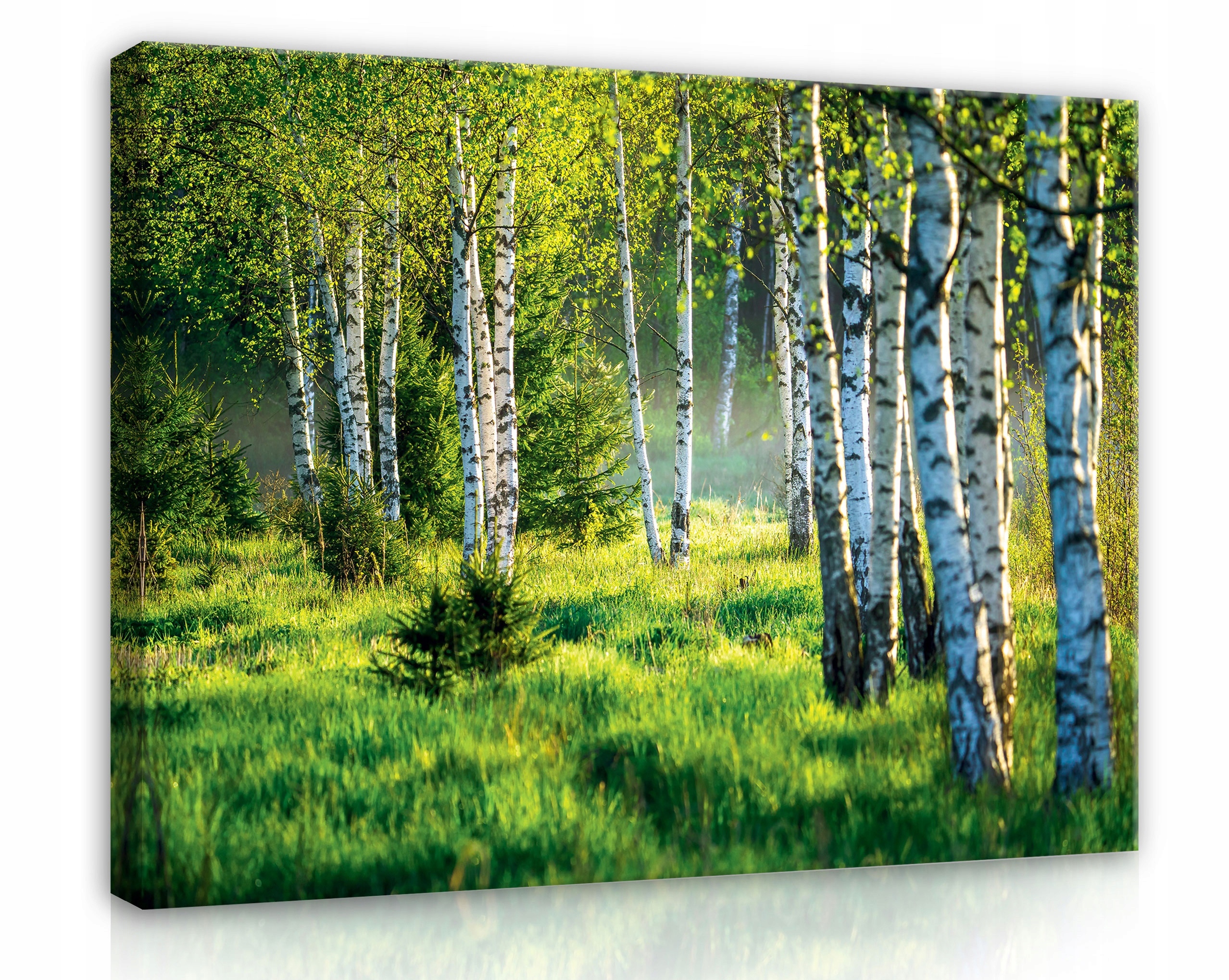 Obraz Na Plátně Canvas 120x80 Les Břízy Příroda