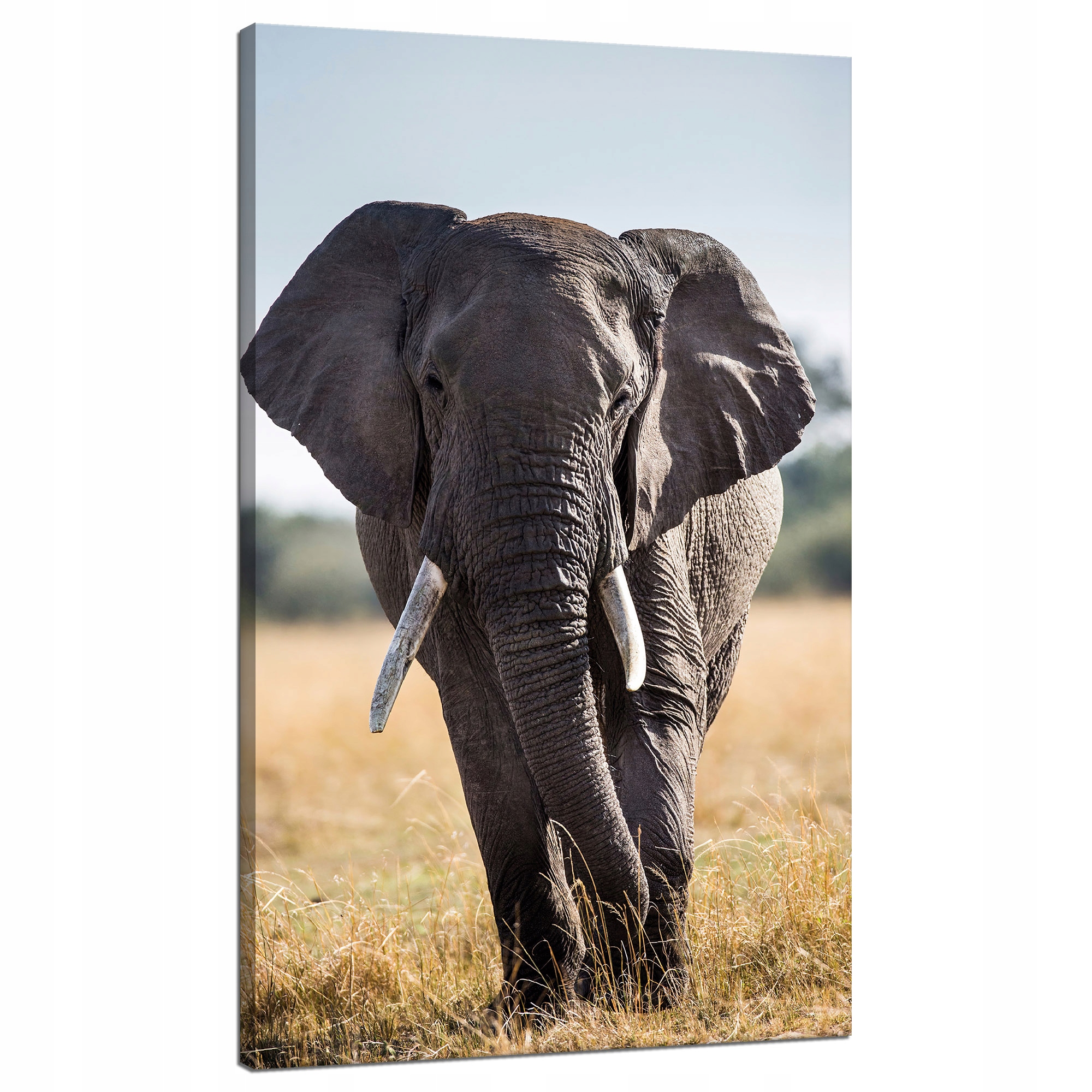 Obraz na plátně Velký šedý slon Savana Afrika 70x120 cm