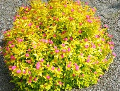 TAWUŁA GOLDEN PRINCESS ЗОЛОТА МИНИАТЮРНЫЙ ШАРИК