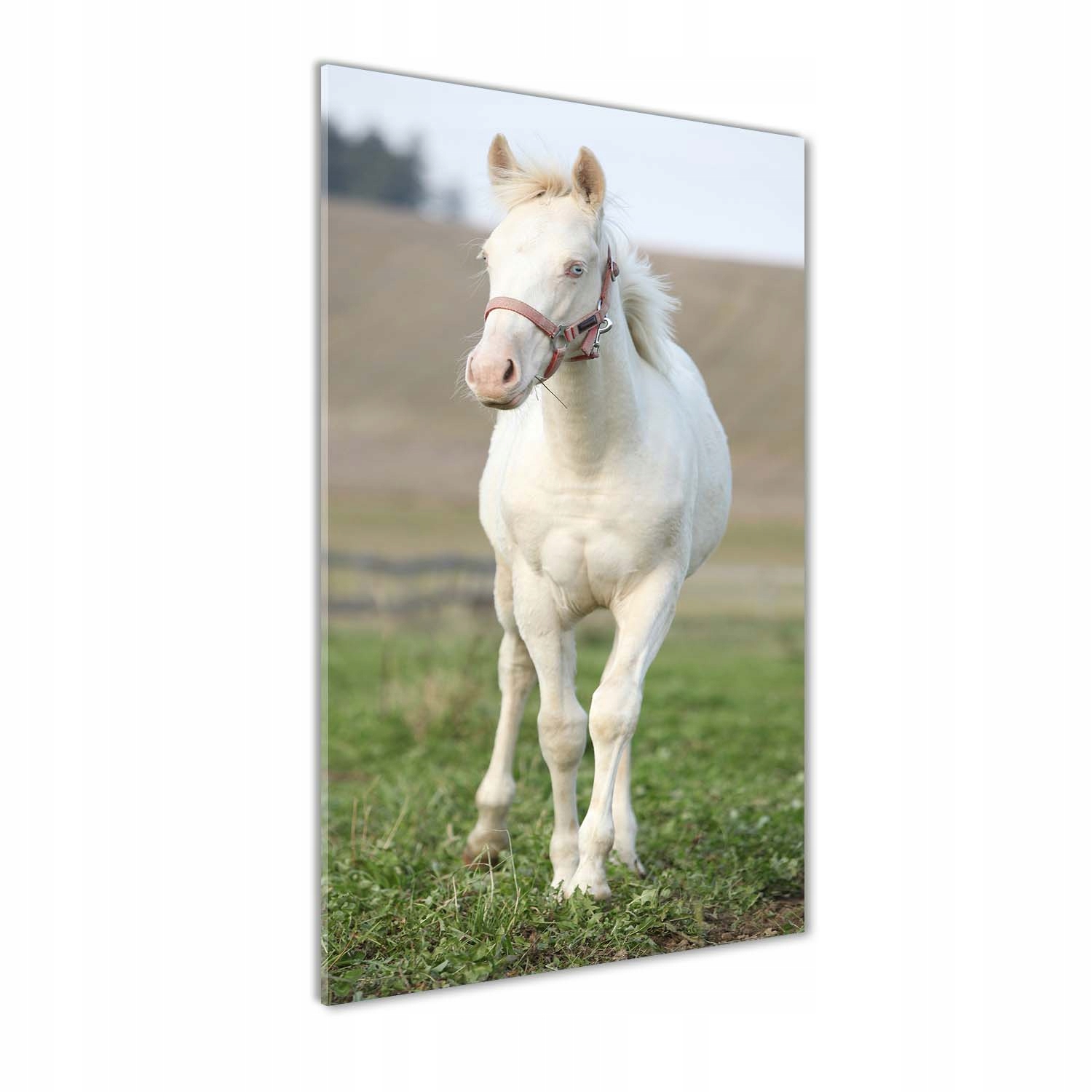 Fotoobraz tvrzené sklo Kůň albín 60x120 cm