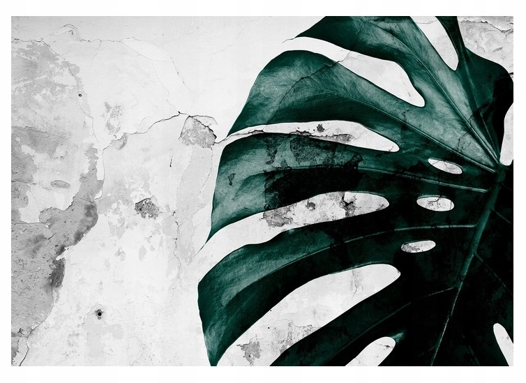 Fototapeta Listy Mostera Beton Ložnice 416x254