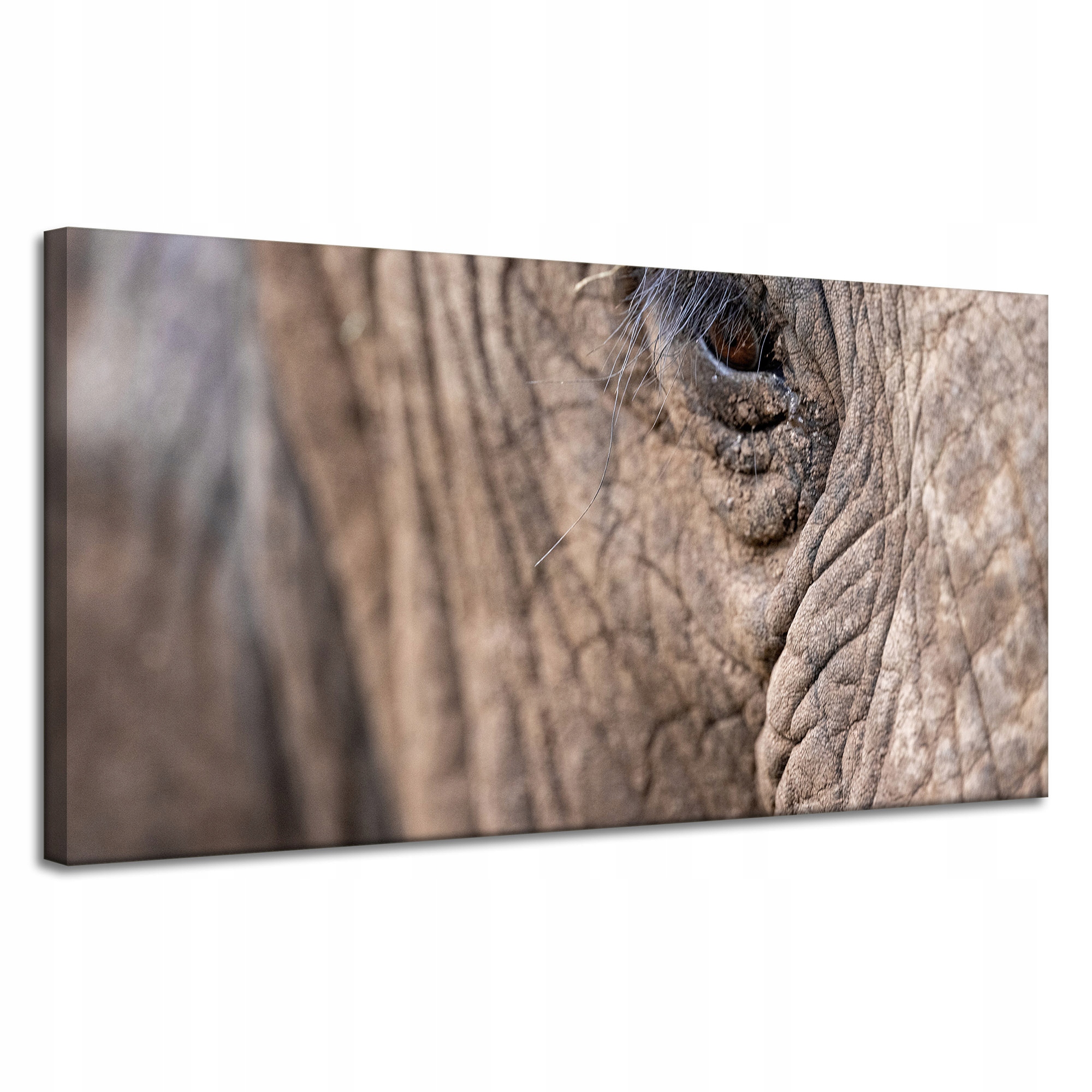 Obrazy na plátně Zvířata Oko slona 120x60 cm